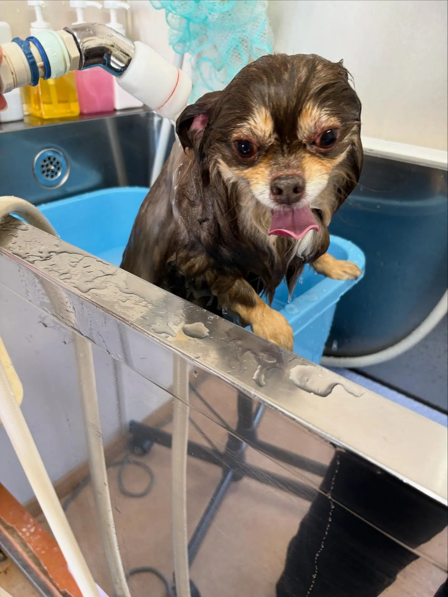 犬のトリミング✂️