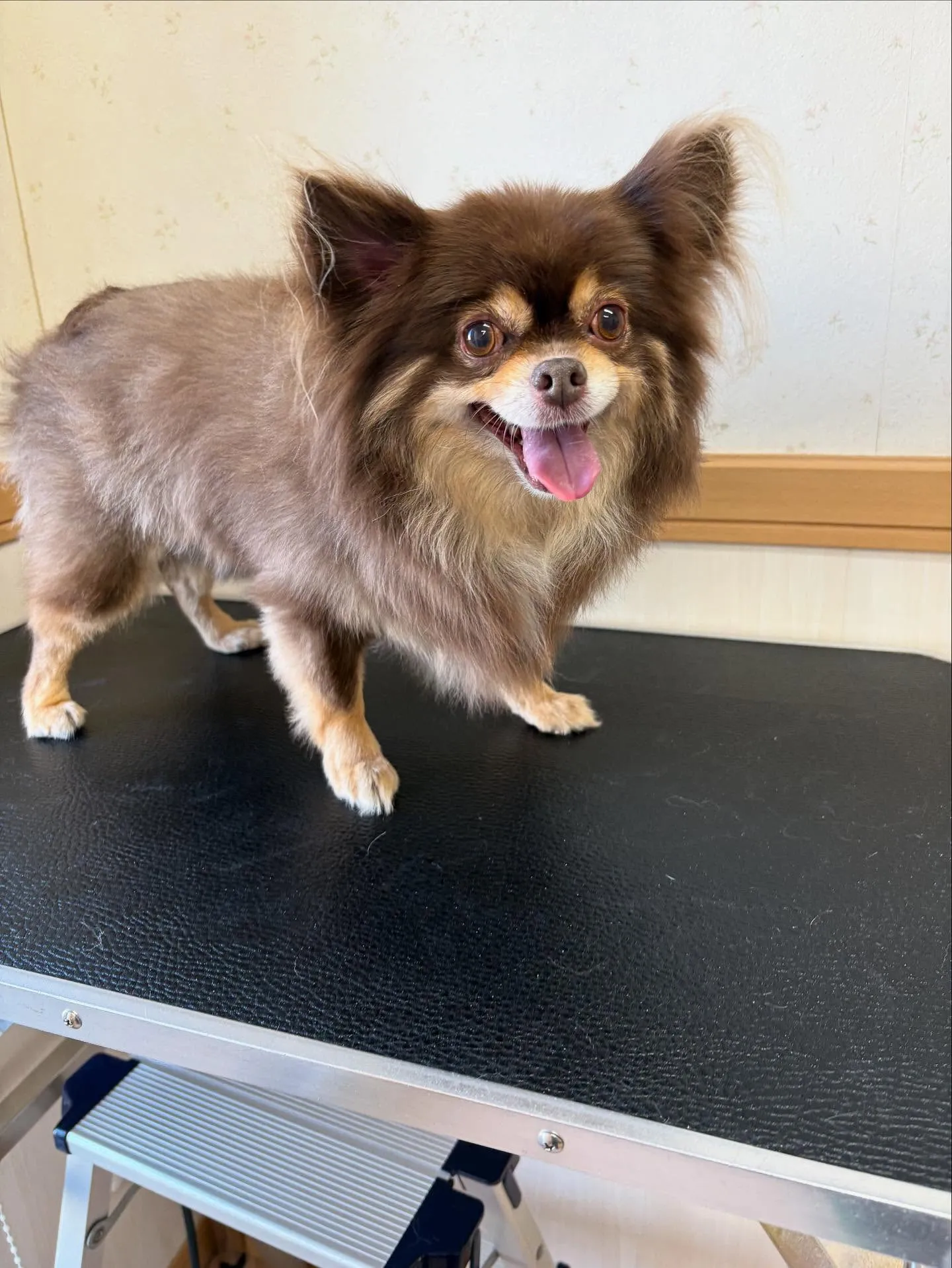 犬のトリミング✂️