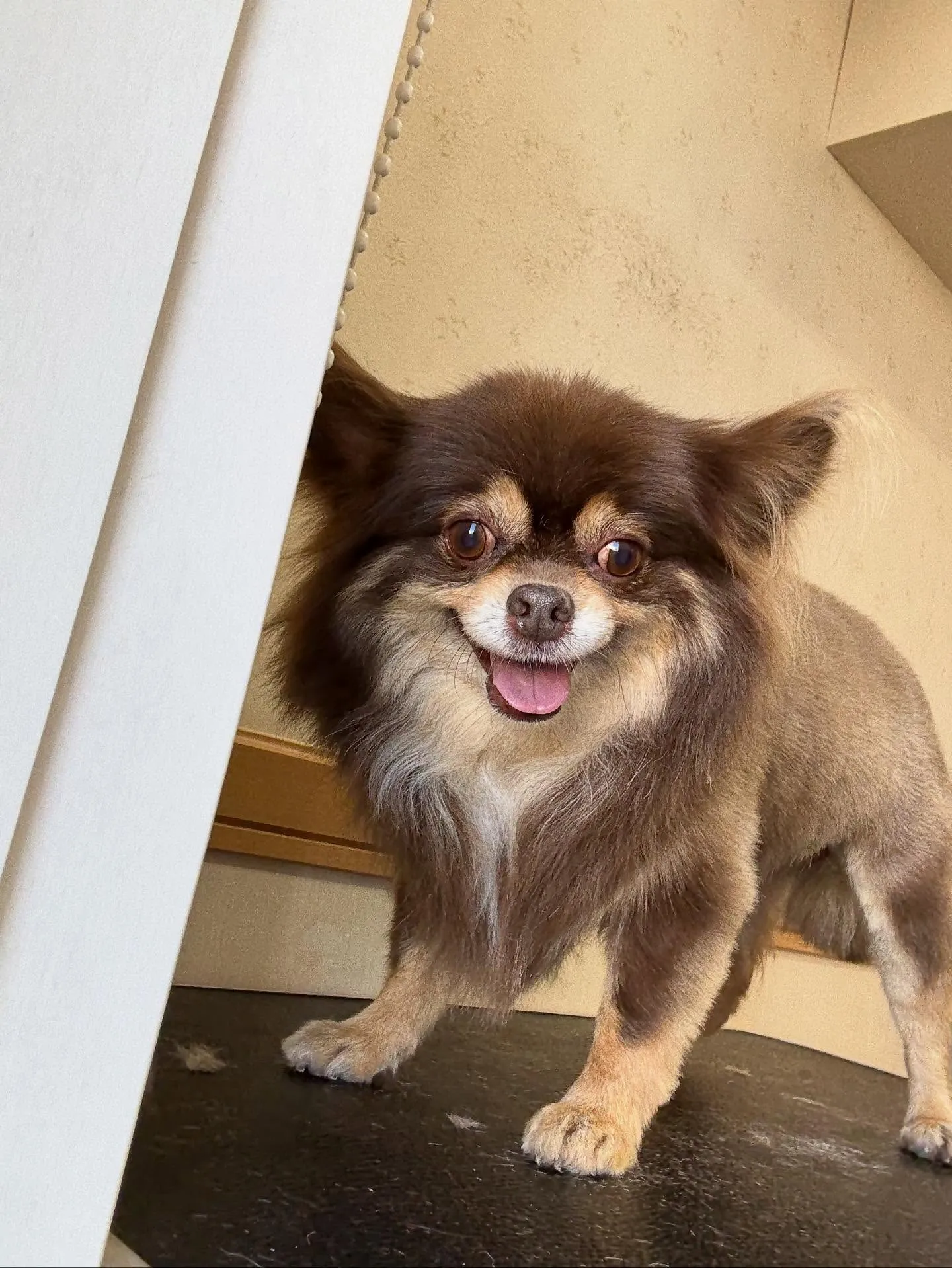 犬のトリミング✂️