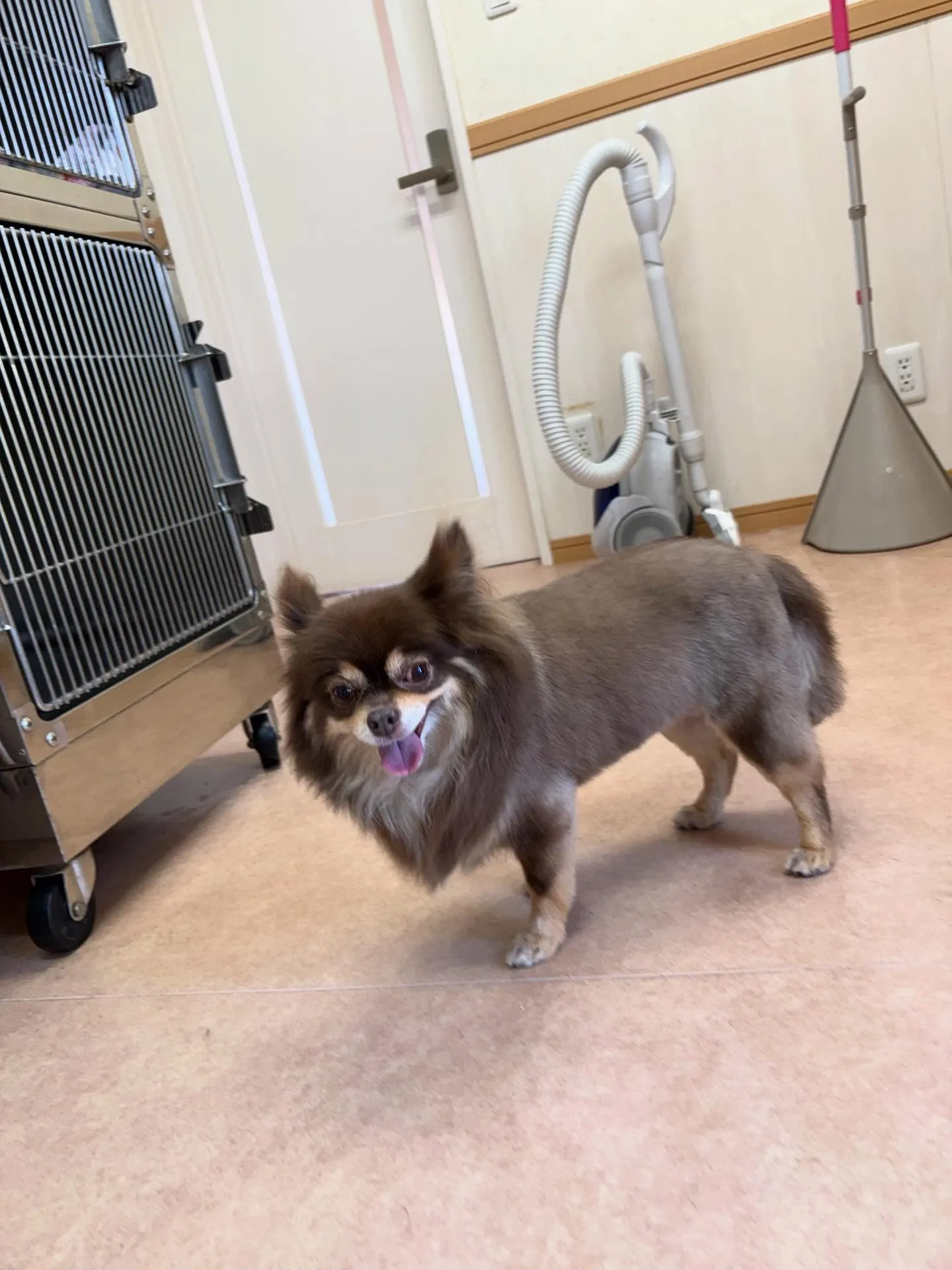 犬のトリミング✂️