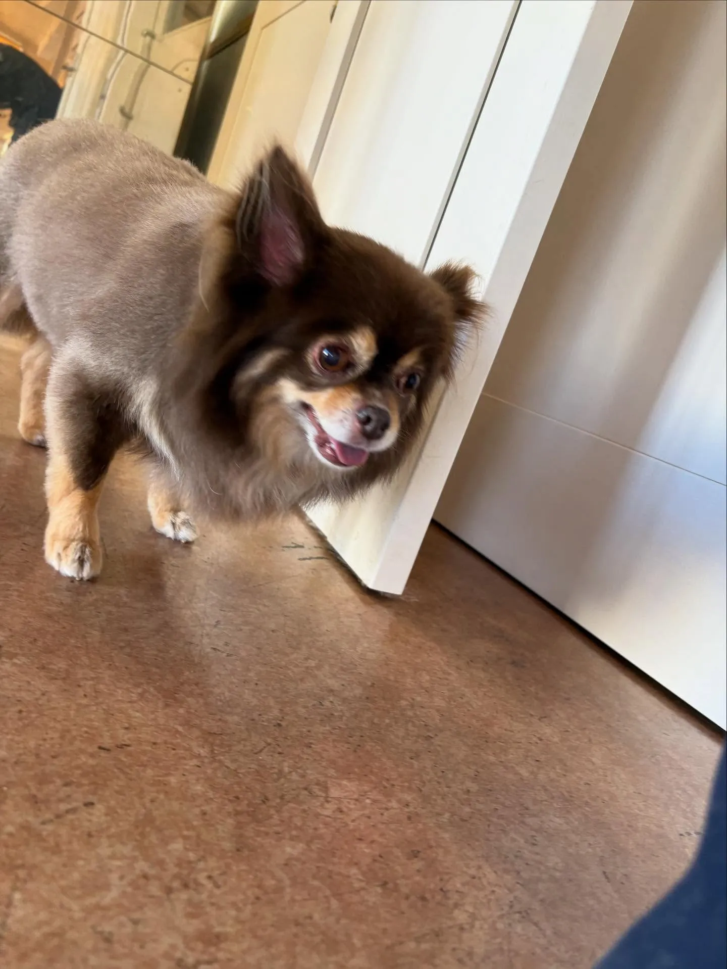 犬のトリミング✂️