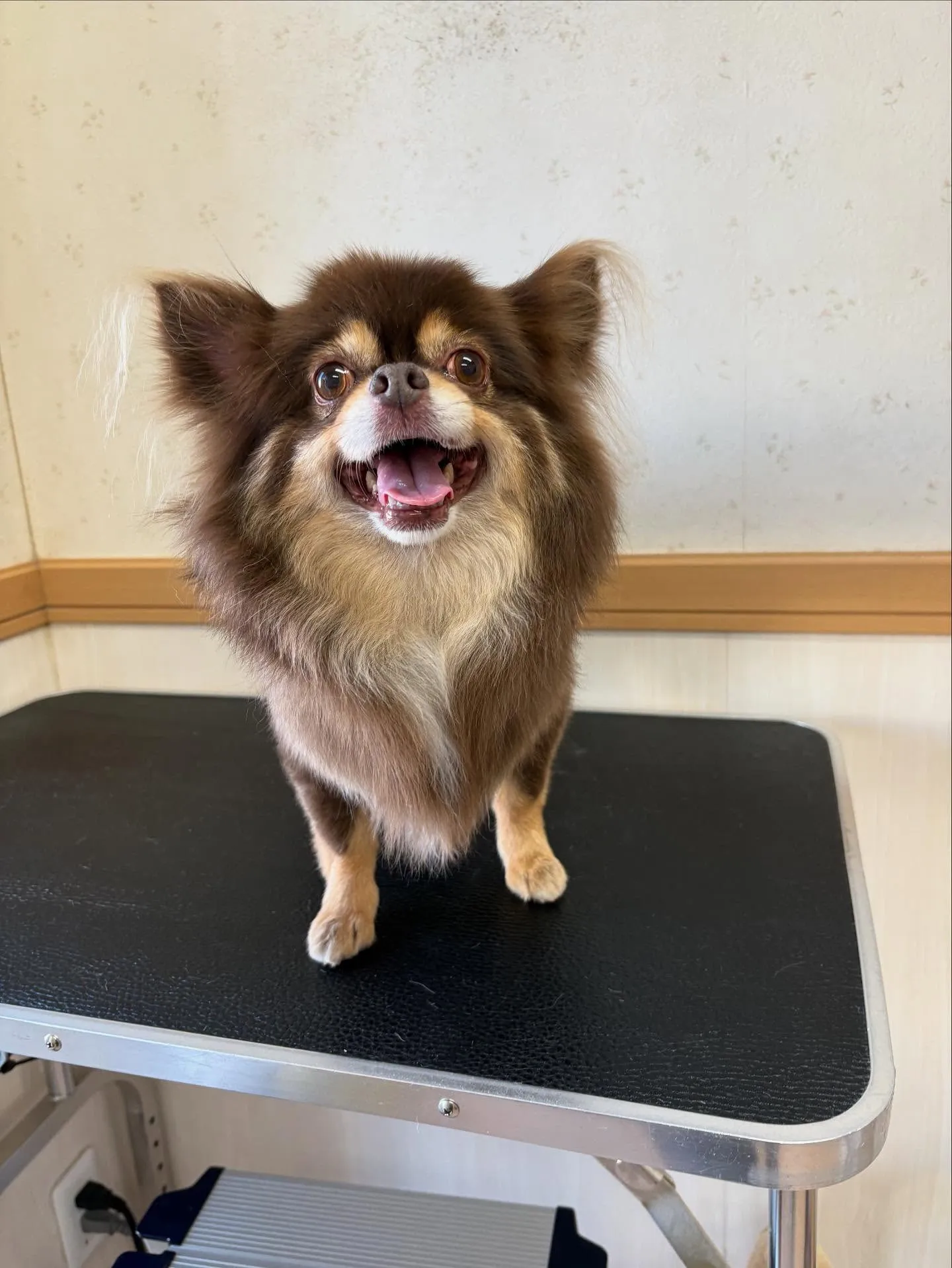 犬のトリミング✂️