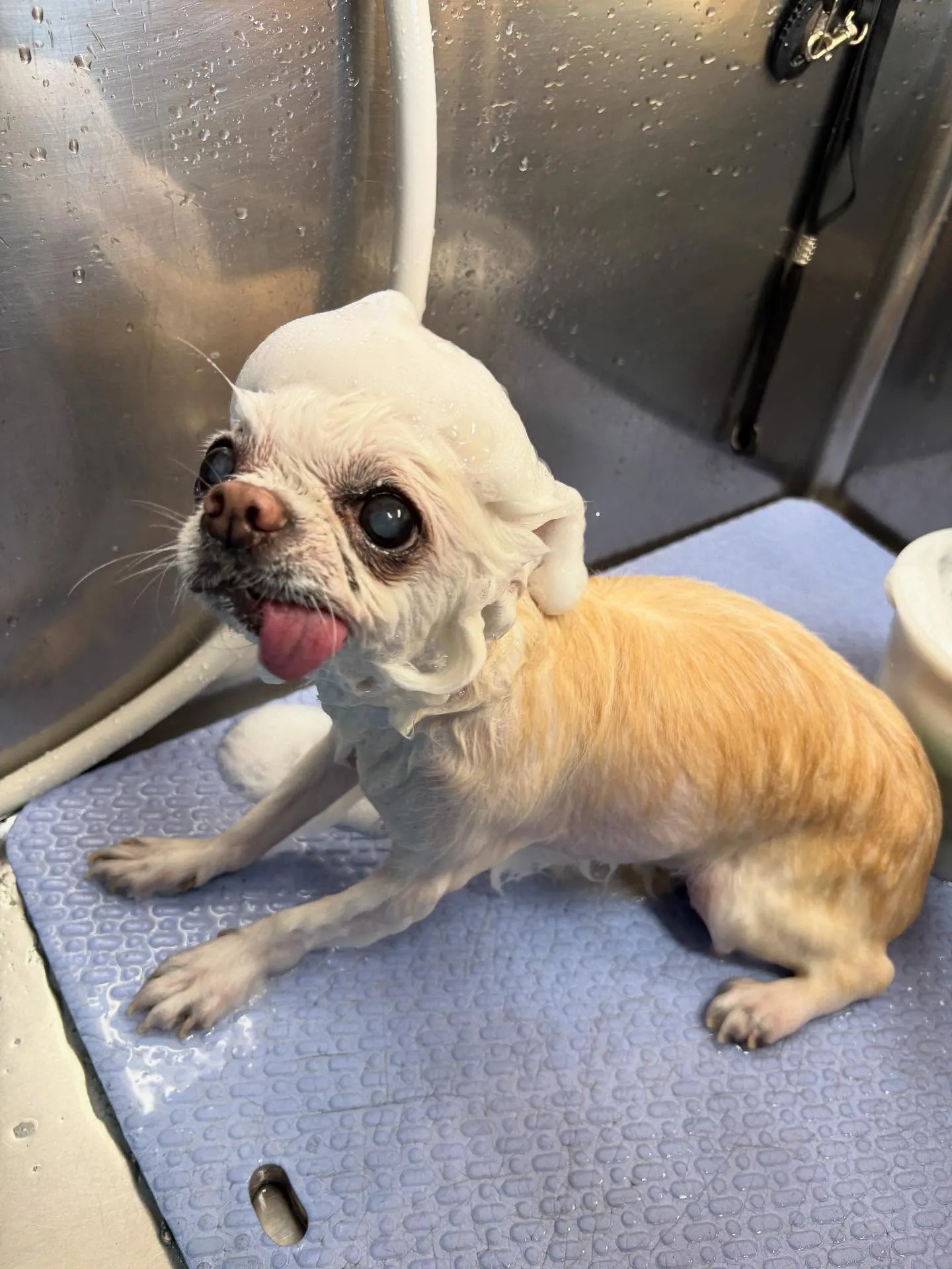 犬のトリミング✂️