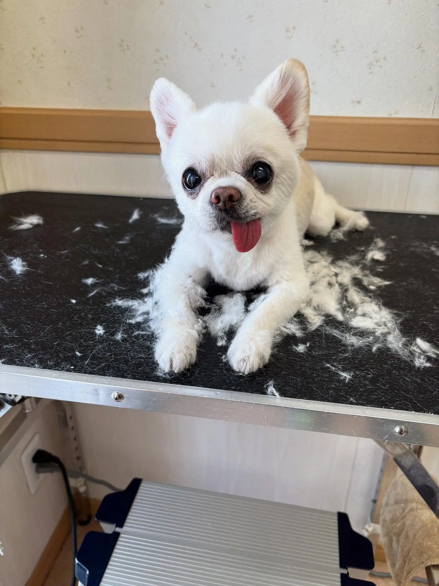 犬のトリミング✂️