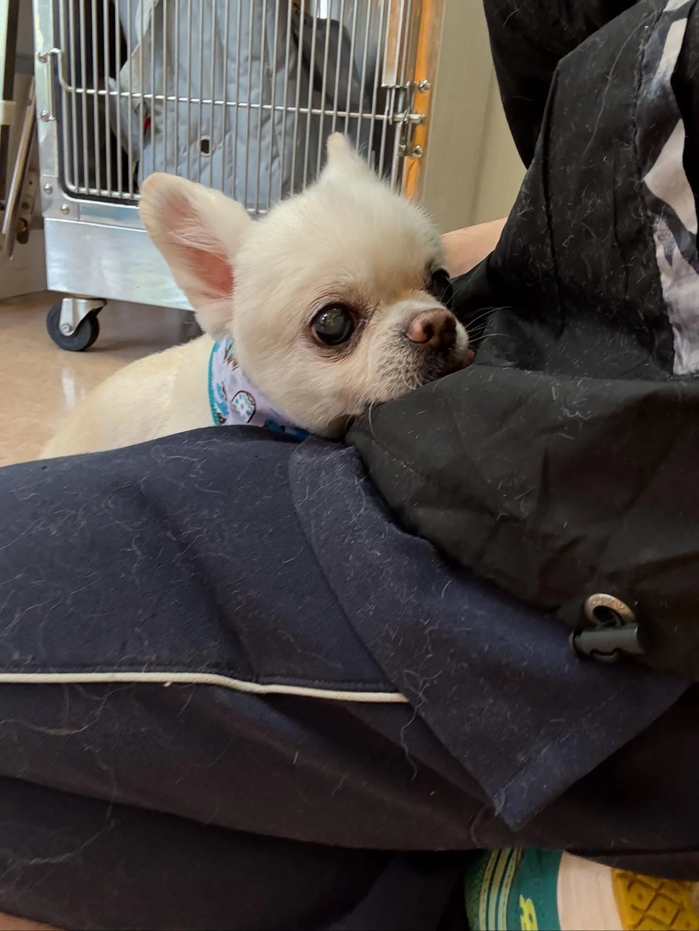 犬のトリミング✂️