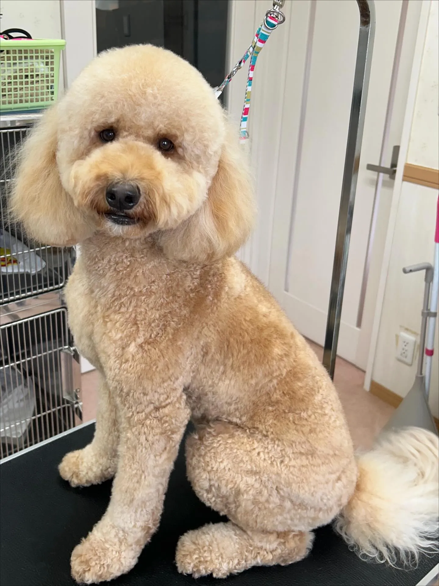 犬のシャンプー🫧