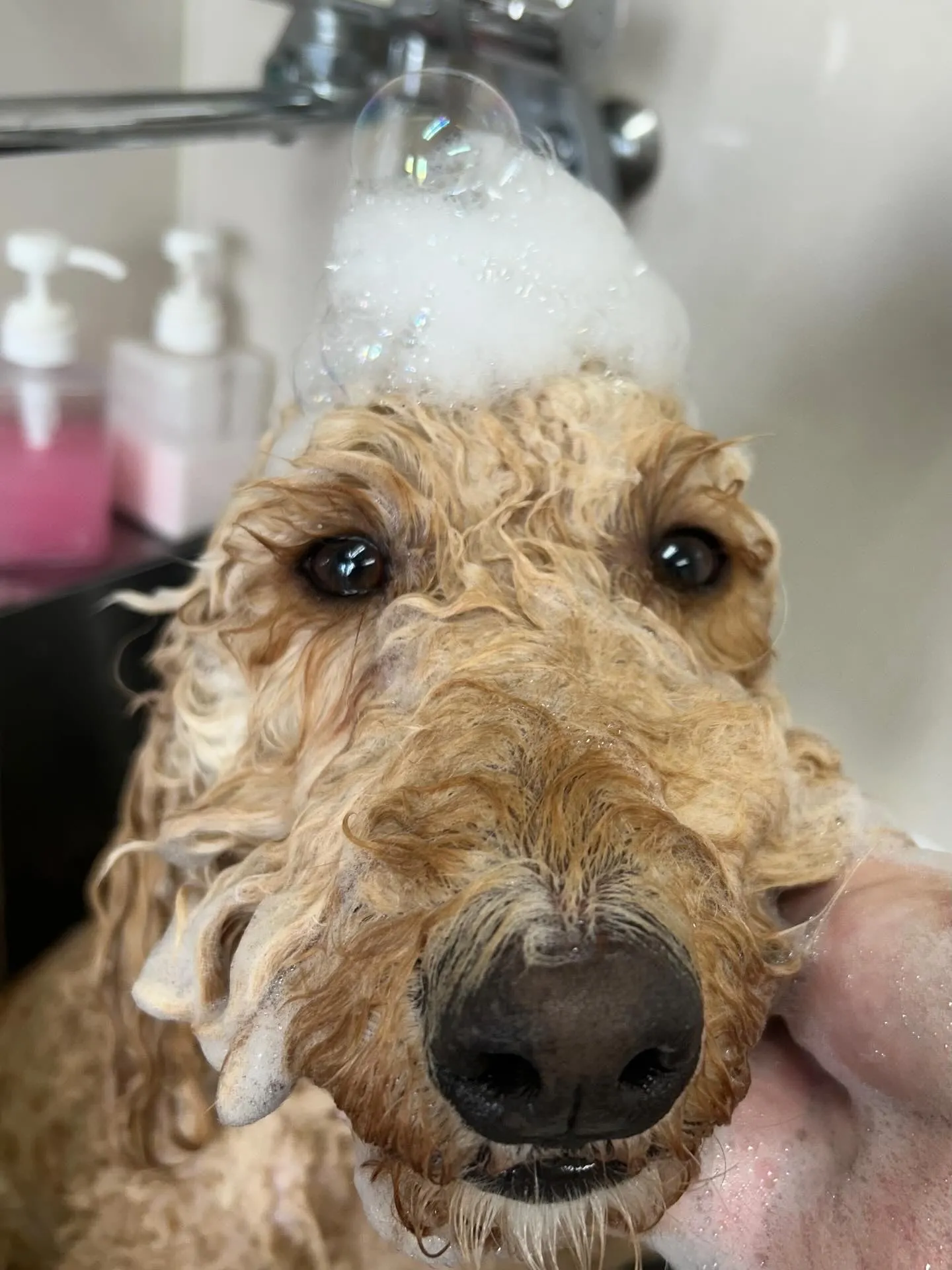 犬のシャンプー🫧