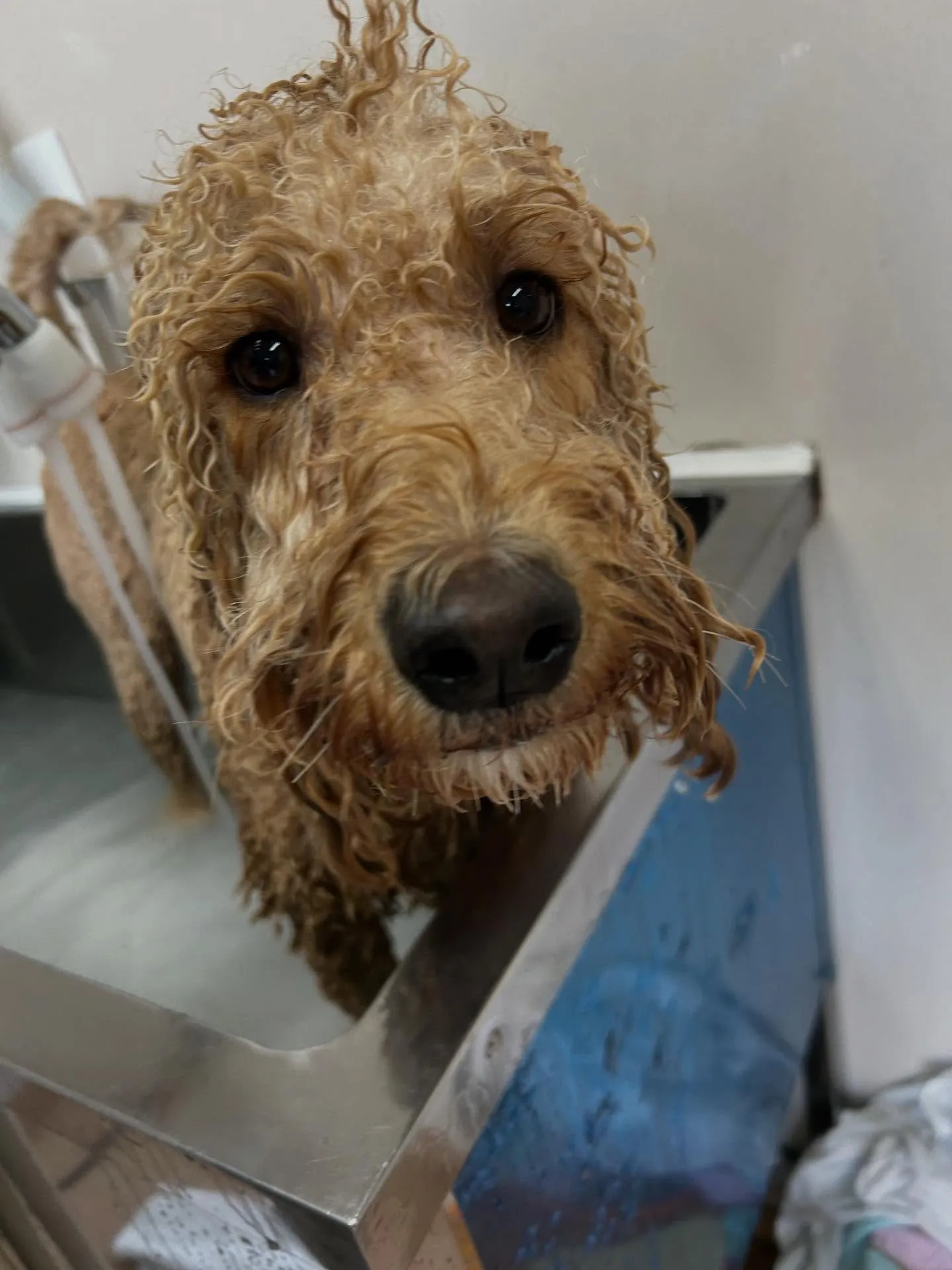 犬のシャンプー🫧