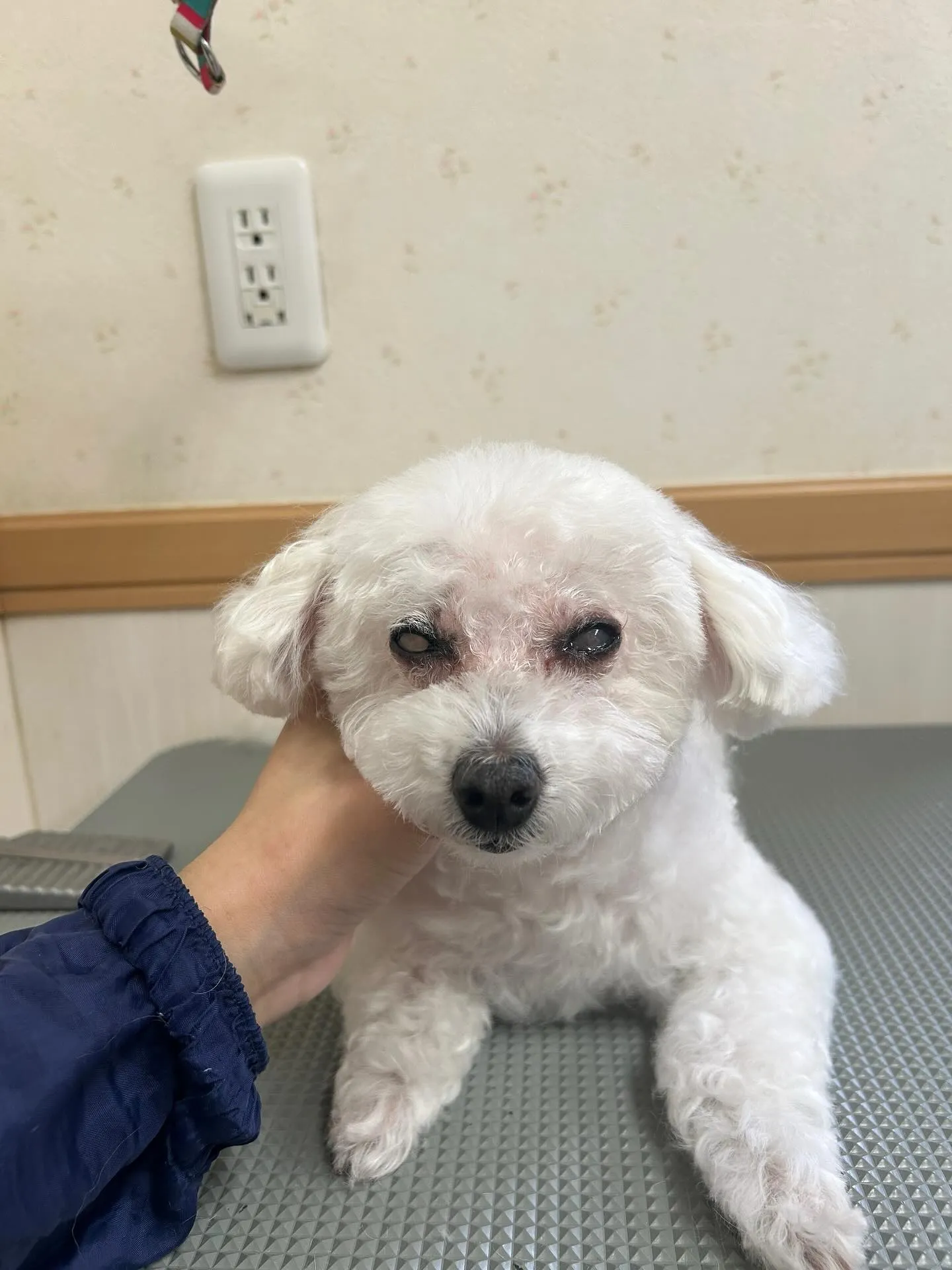 犬のトリミング✂️