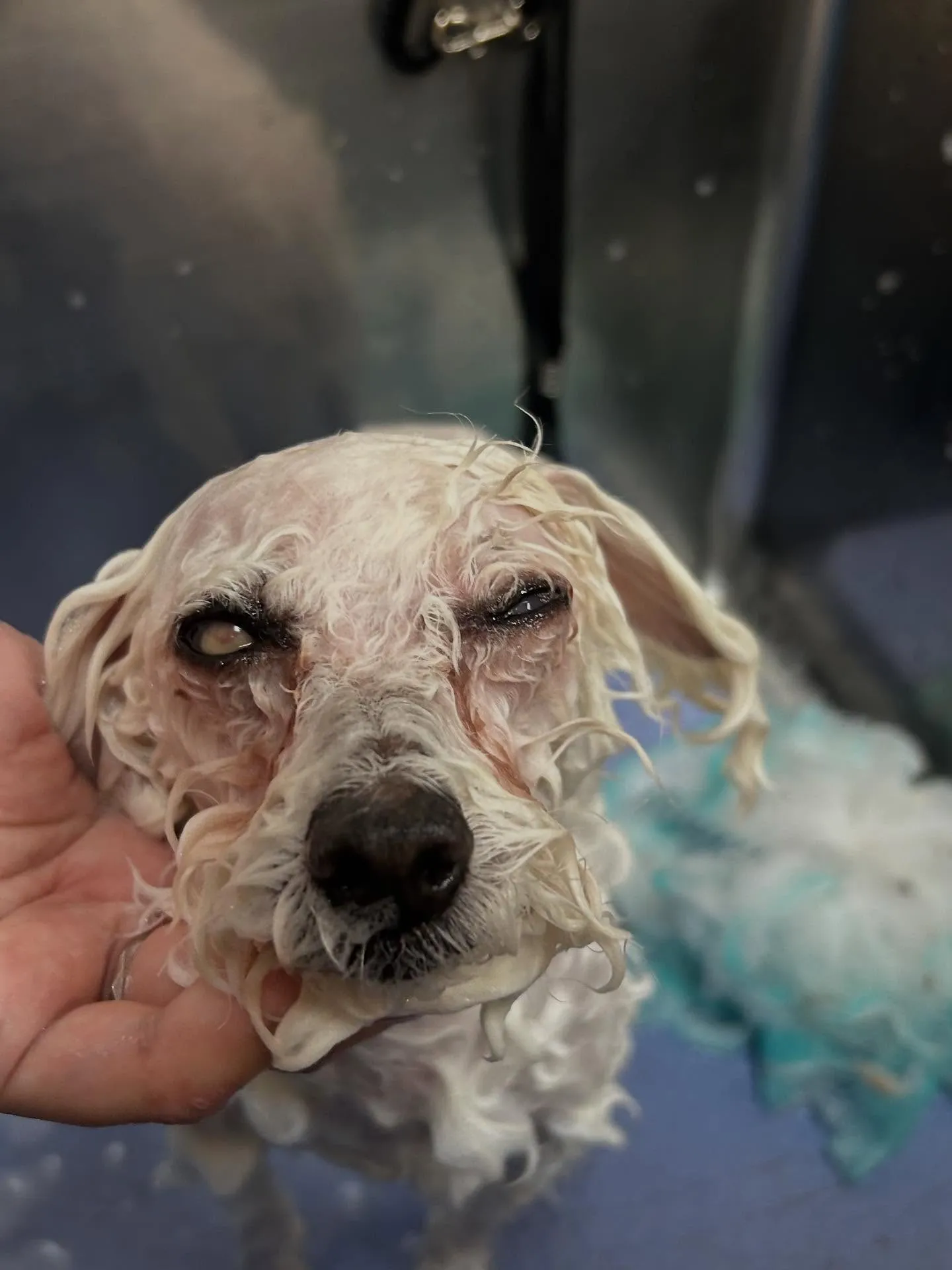 犬のトリミング✂️