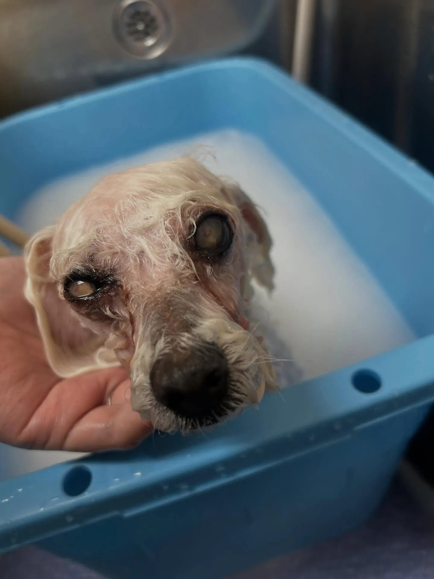 犬のトリミング✂️