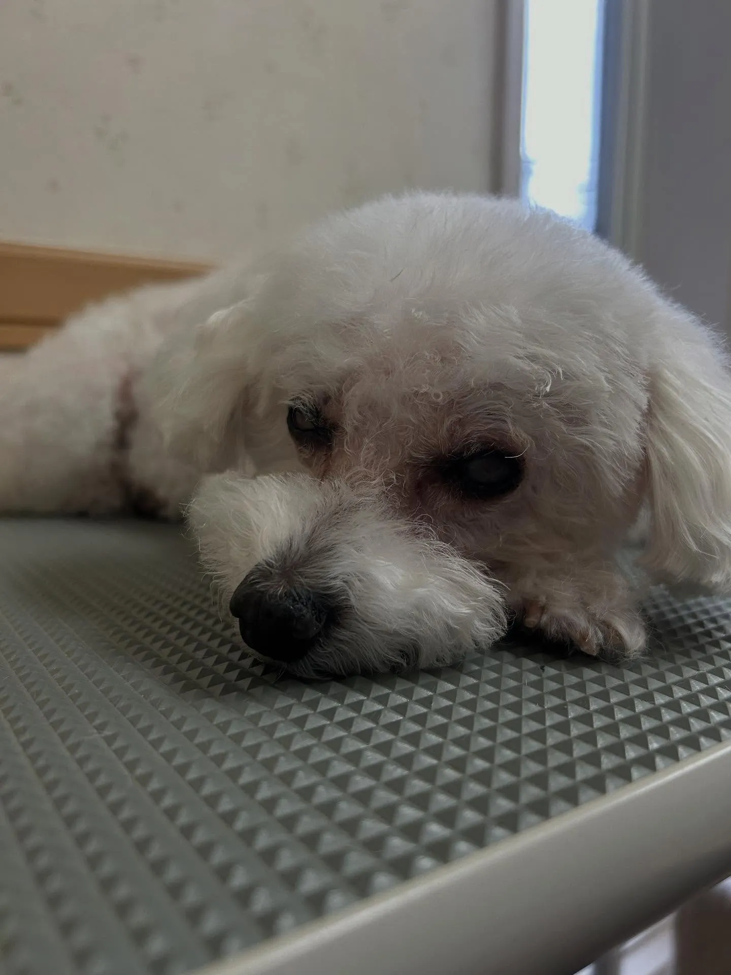 犬のトリミング✂️