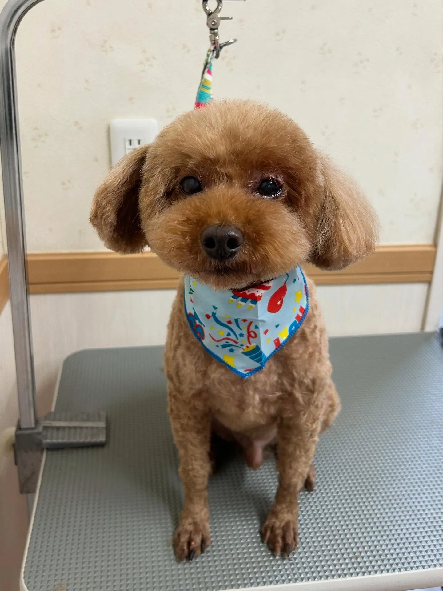 犬のトリミング✂️