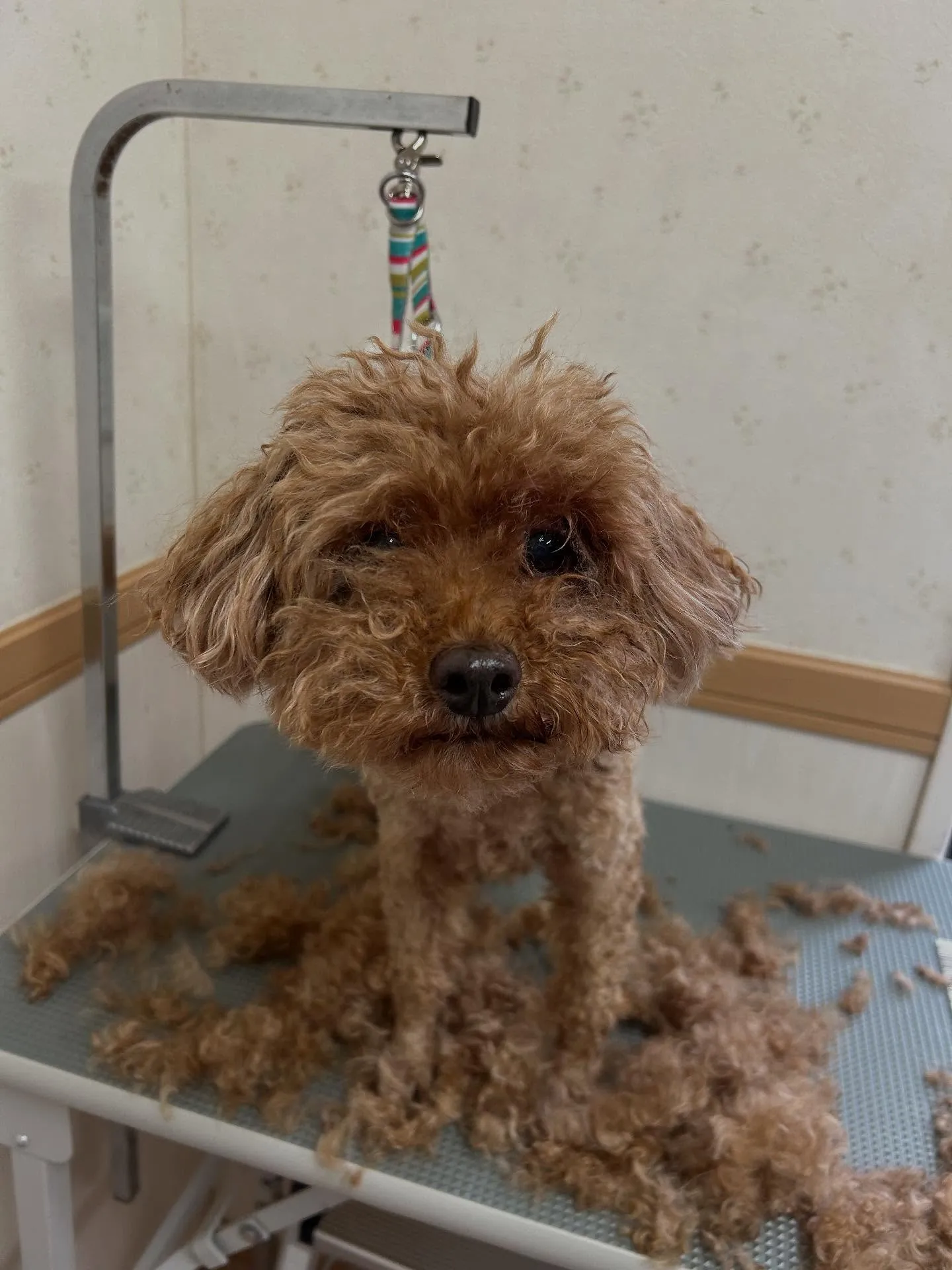 犬のトリミング✂️