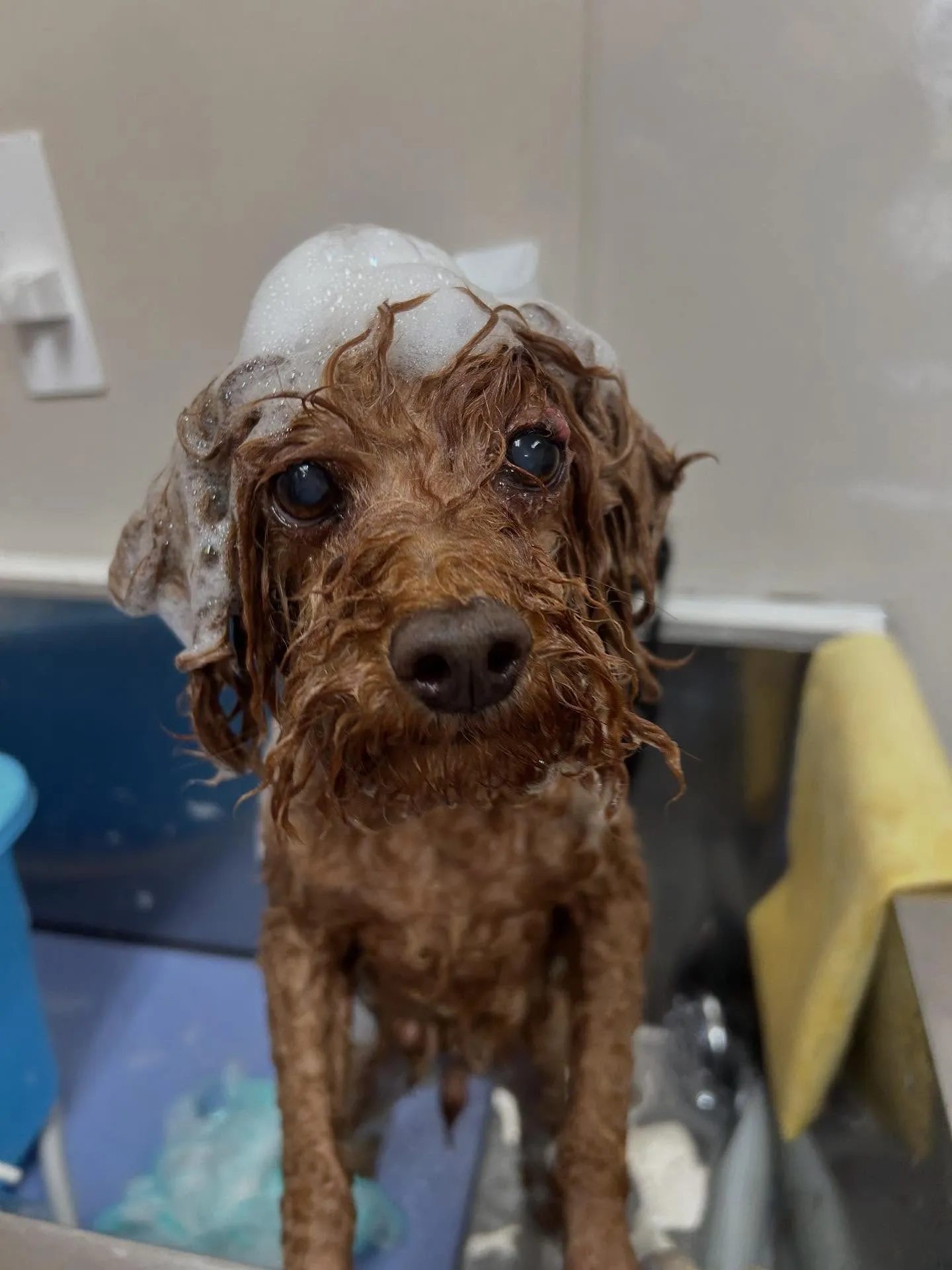 犬のトリミング✂️