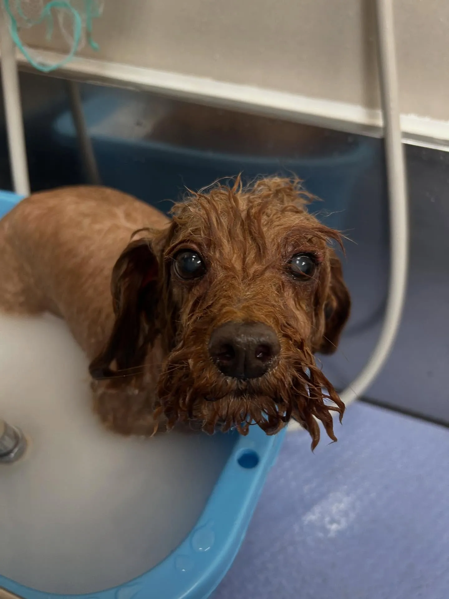 犬のトリミング✂️