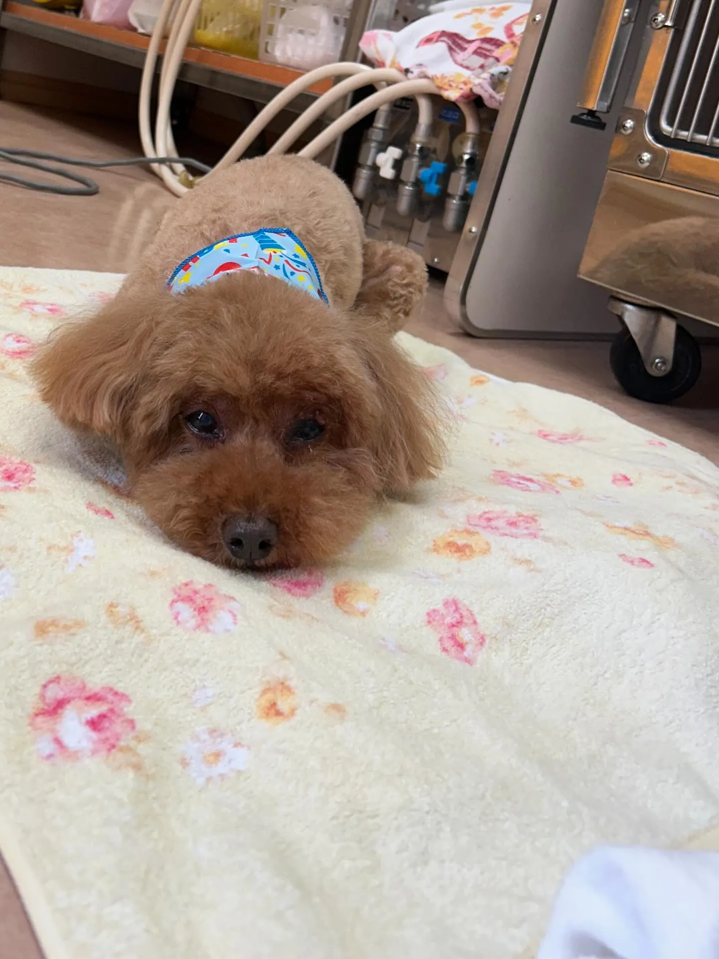 犬のトリミング✂️