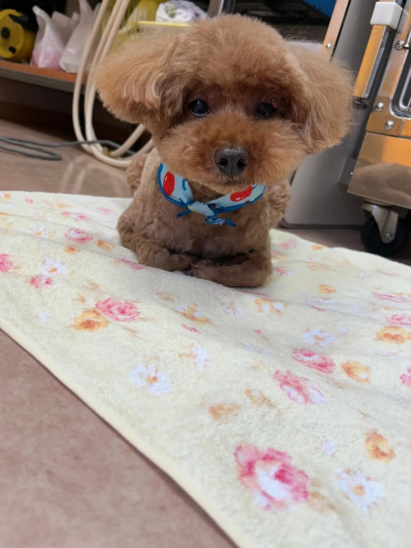 犬のトリミング✂️