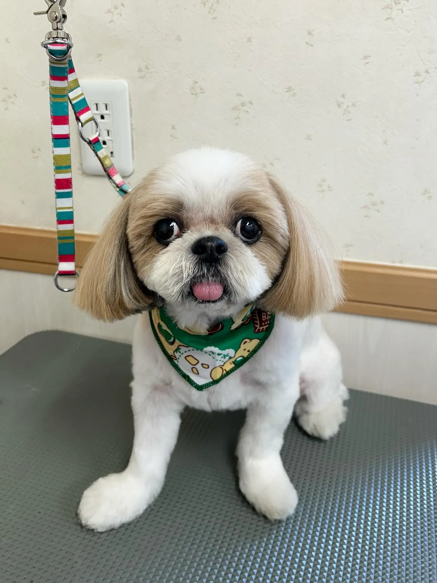 犬のトリミング✂️