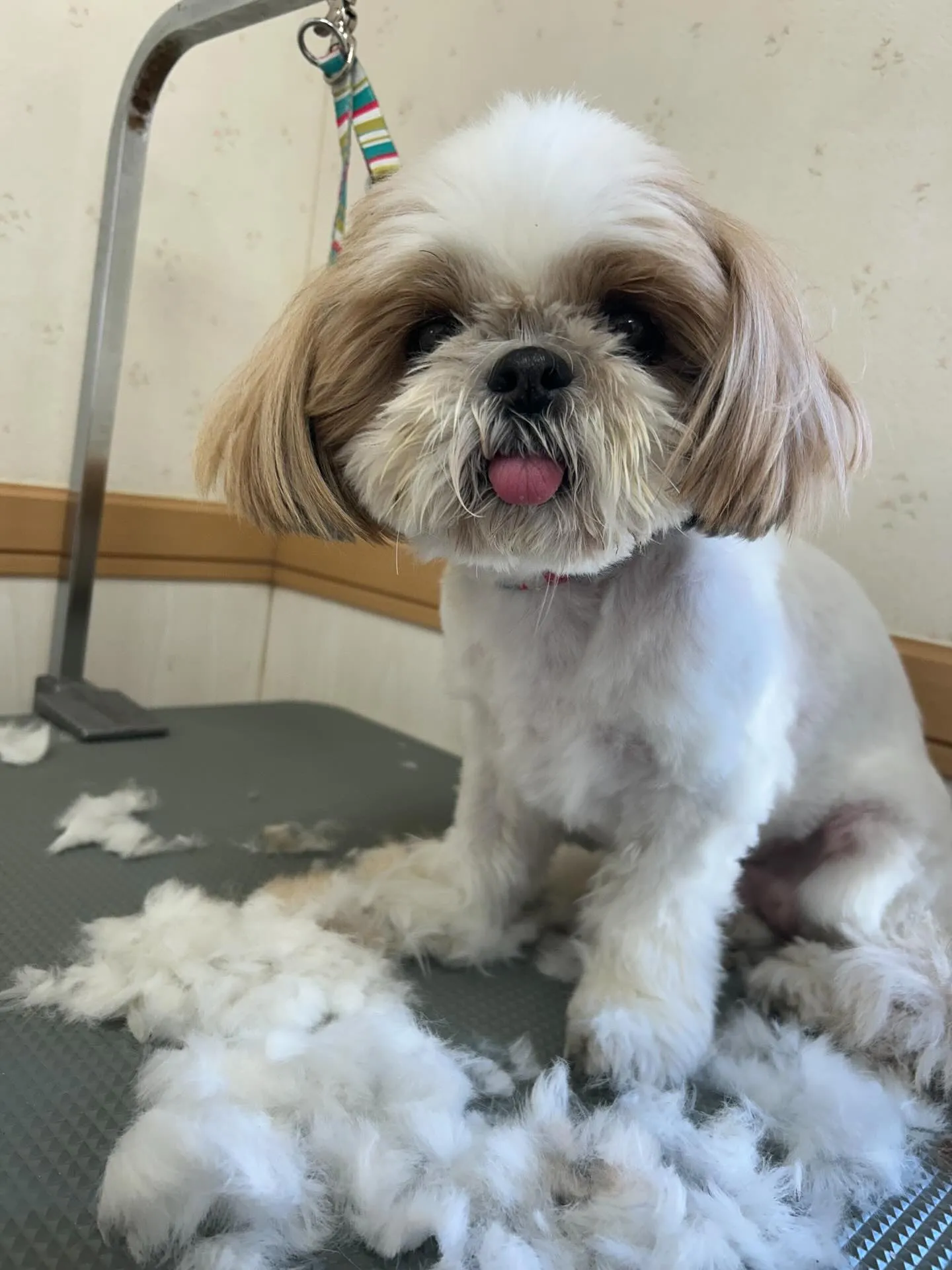 犬のトリミング✂️