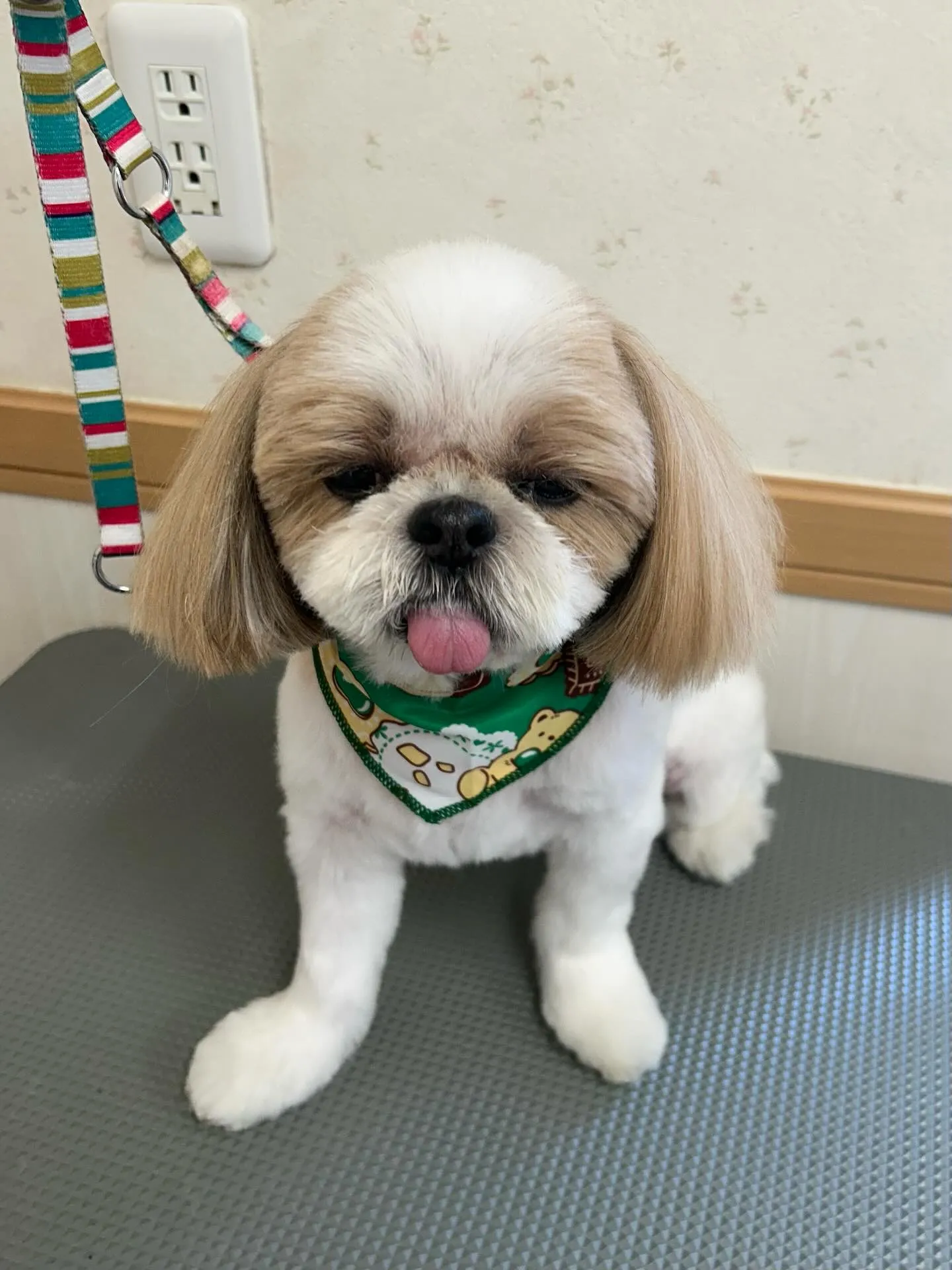 犬のトリミング✂️
