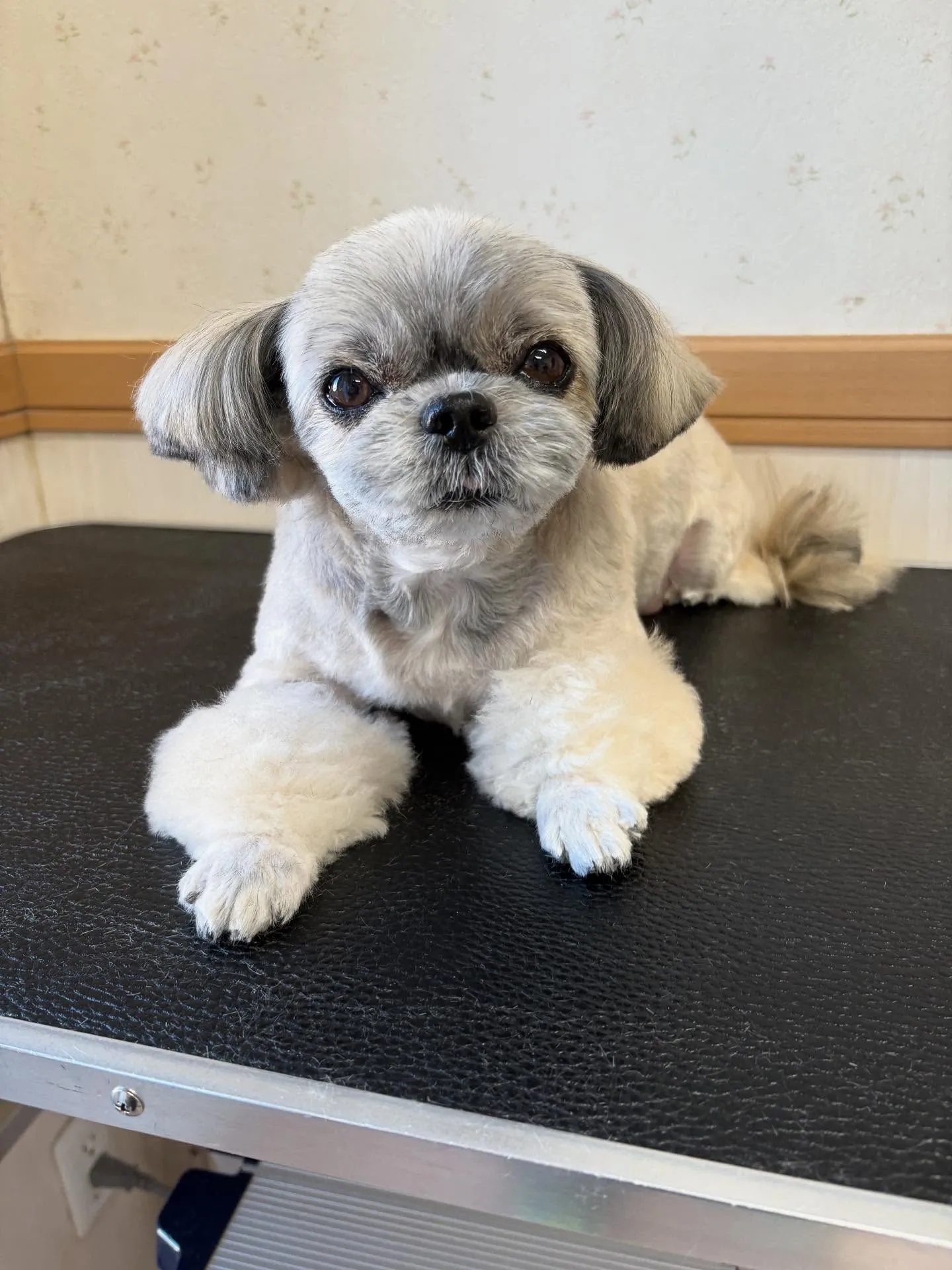 犬のトリミング✂️