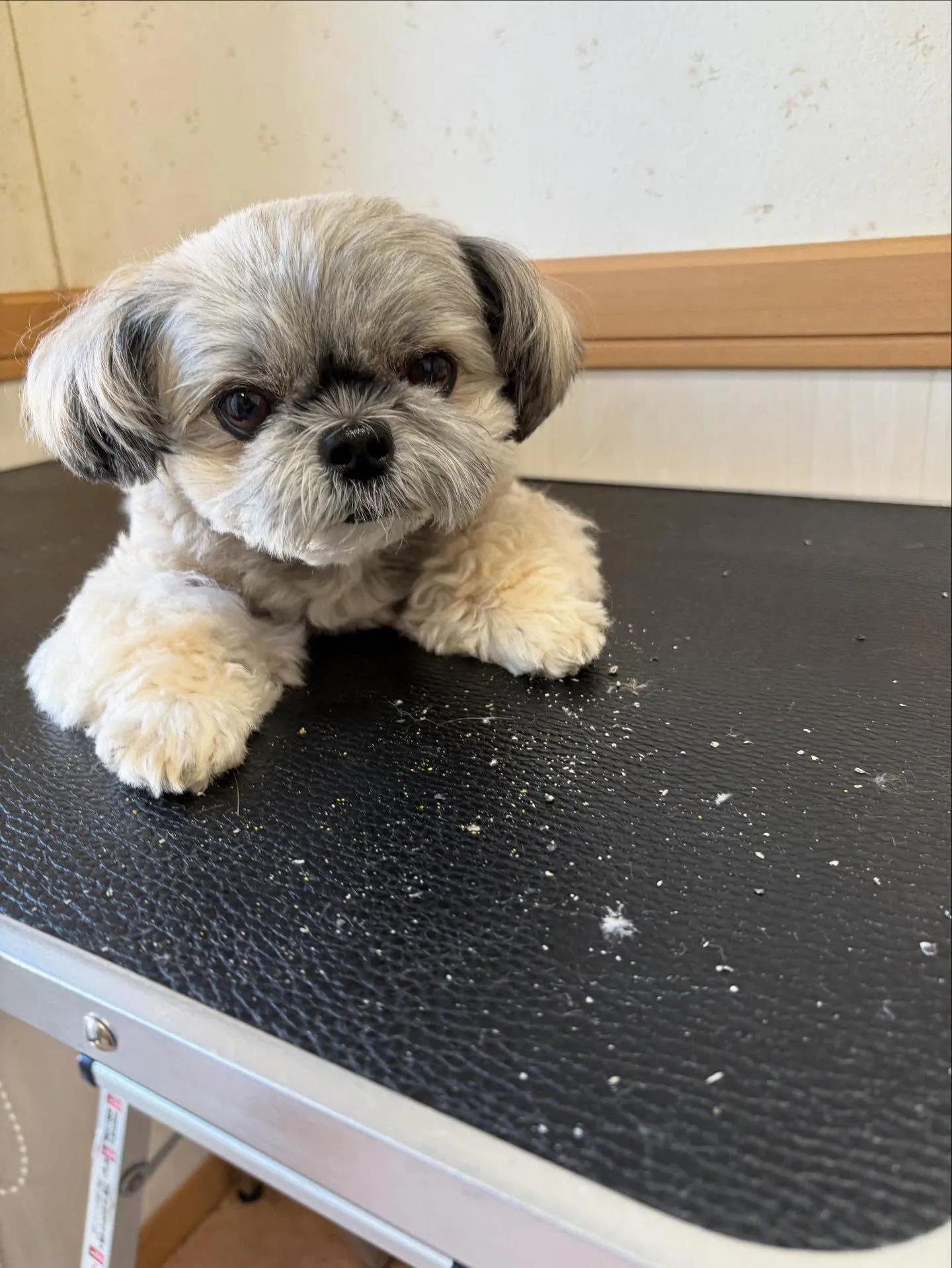 犬のトリミング✂️