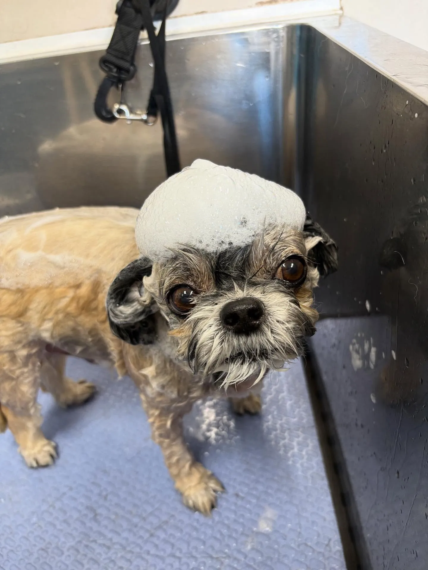 犬のトリミング✂️