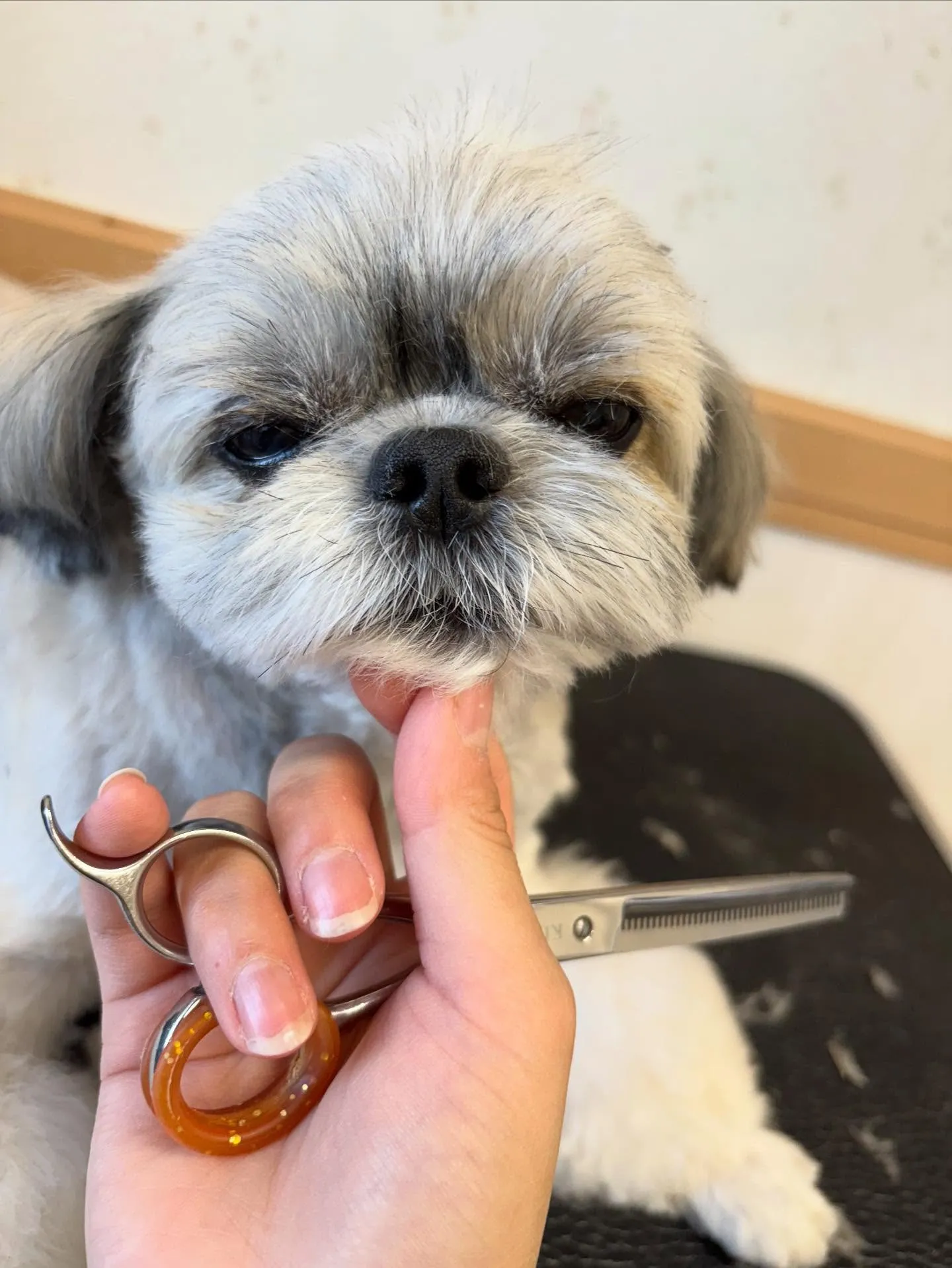 犬のトリミング✂️