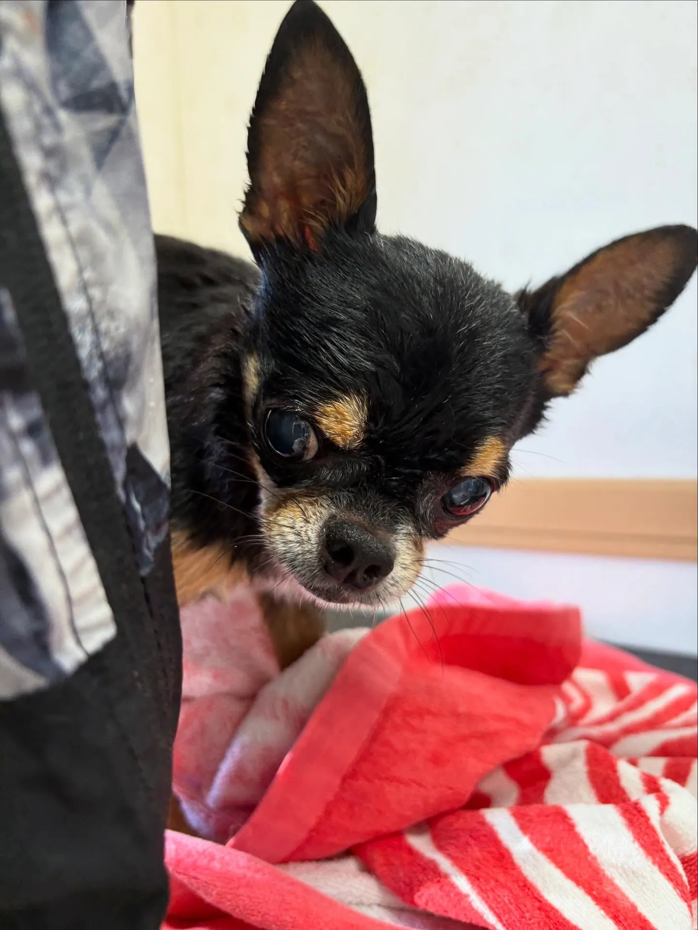犬のシャンプー🫧