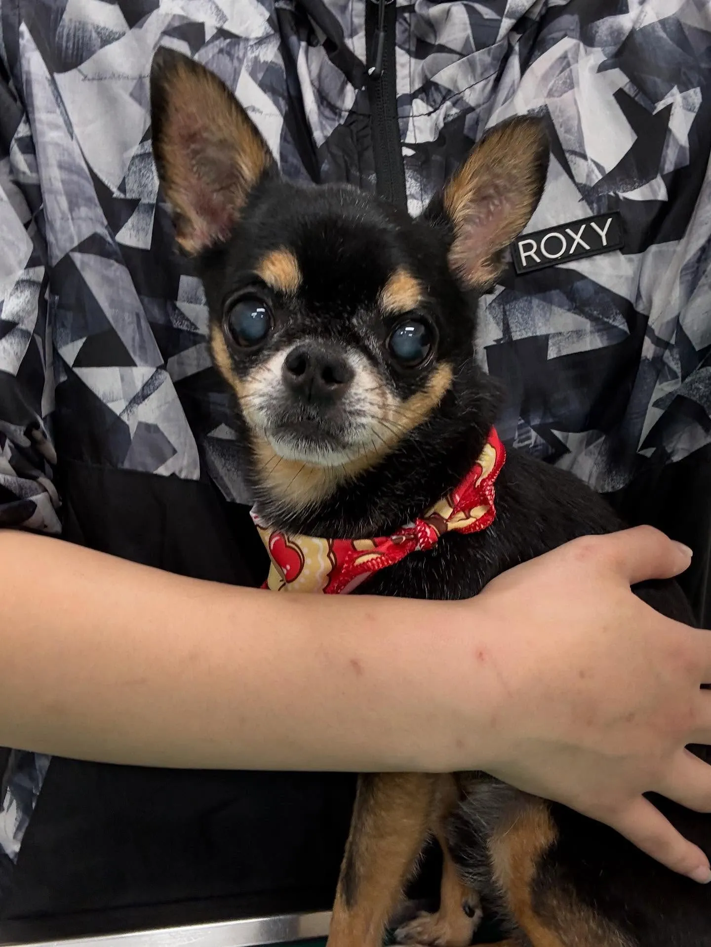 犬のシャンプー🫧