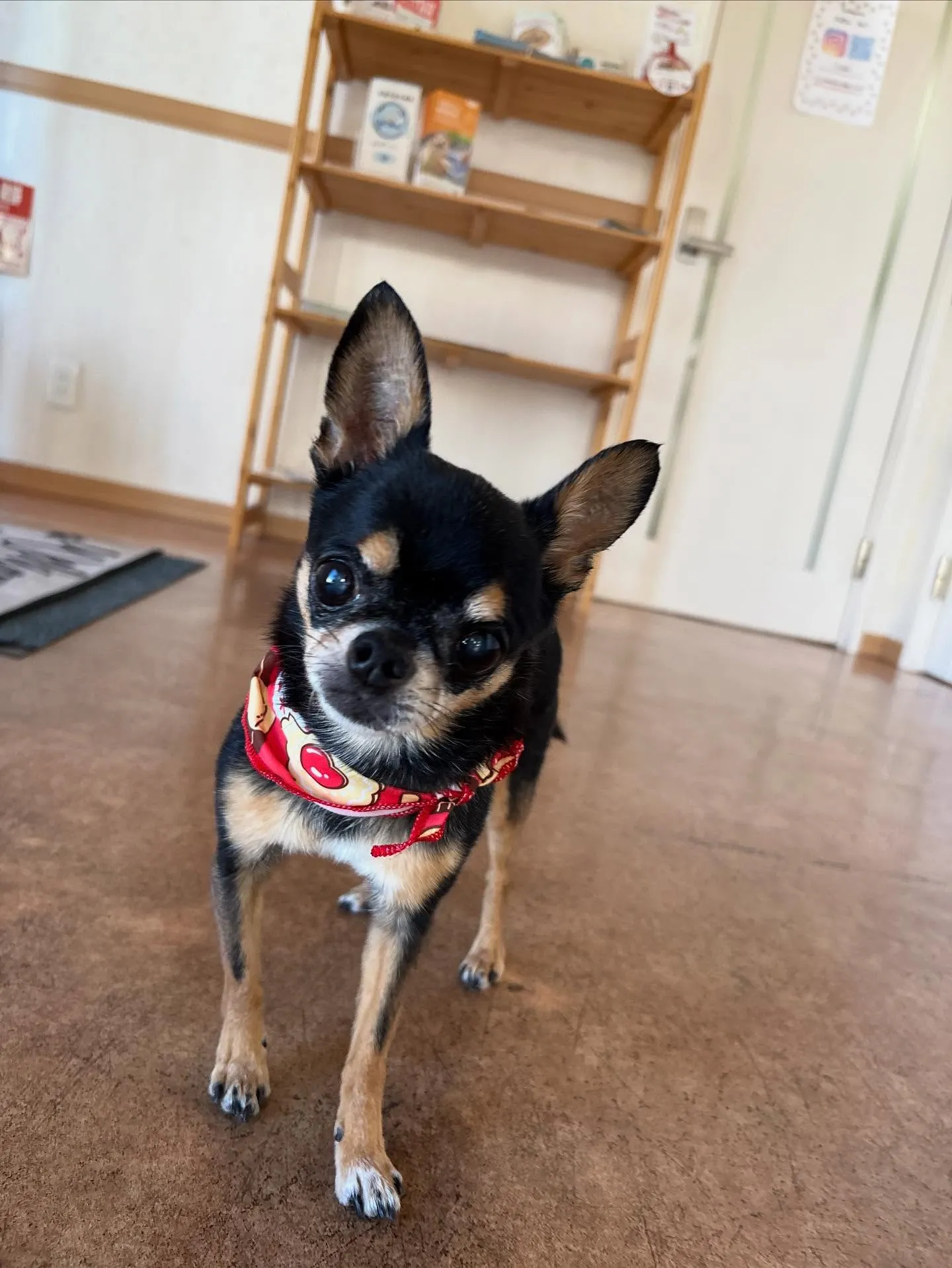 犬のシャンプー🫧