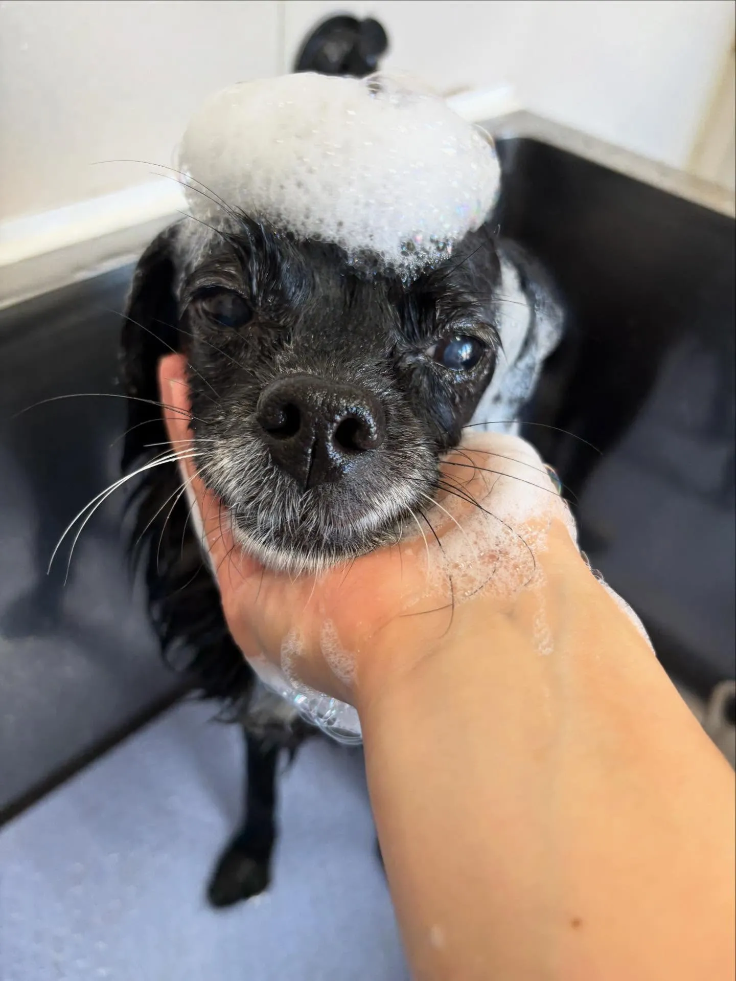 犬のシャンプー🫧