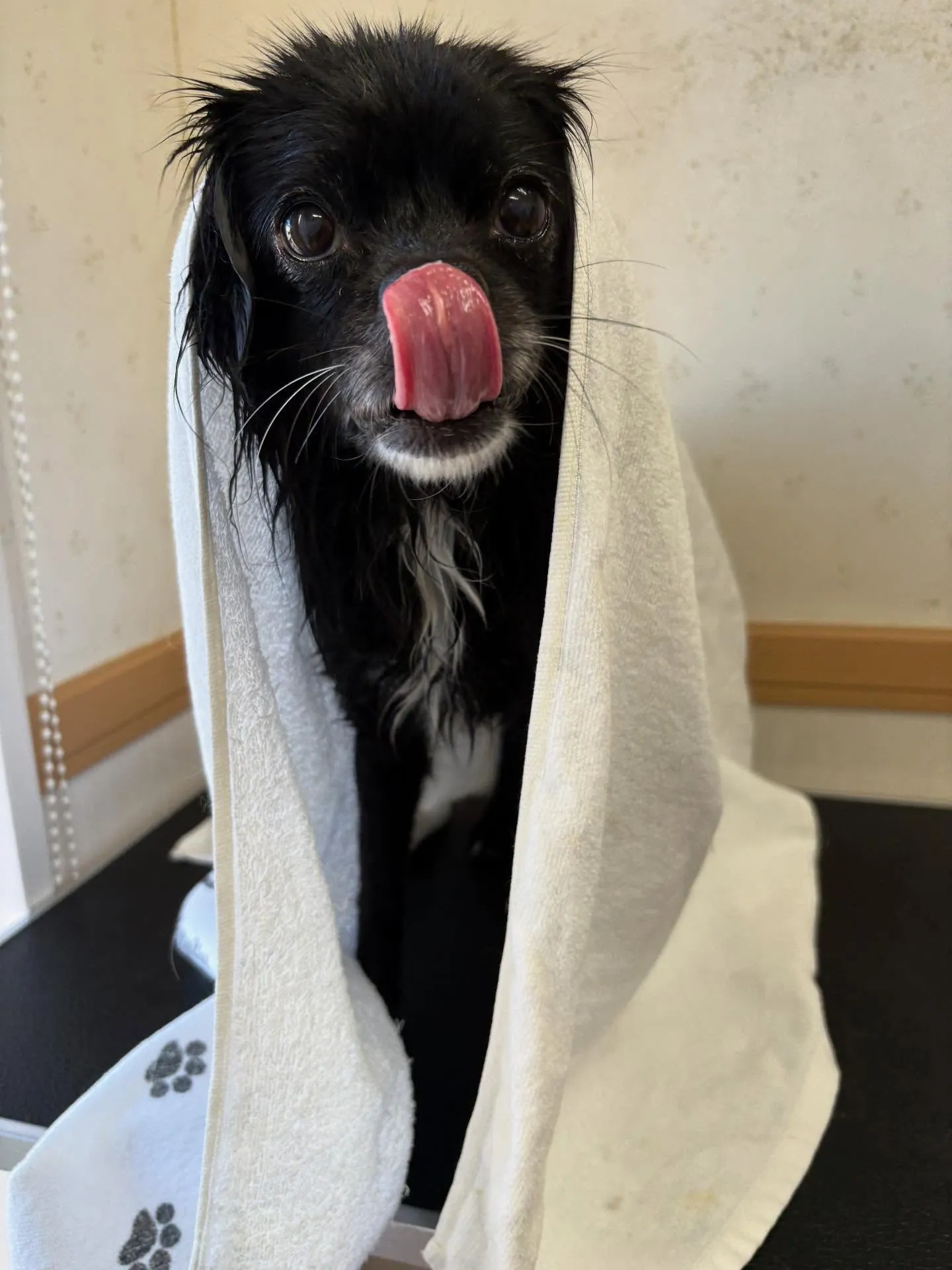 犬のシャンプー🫧