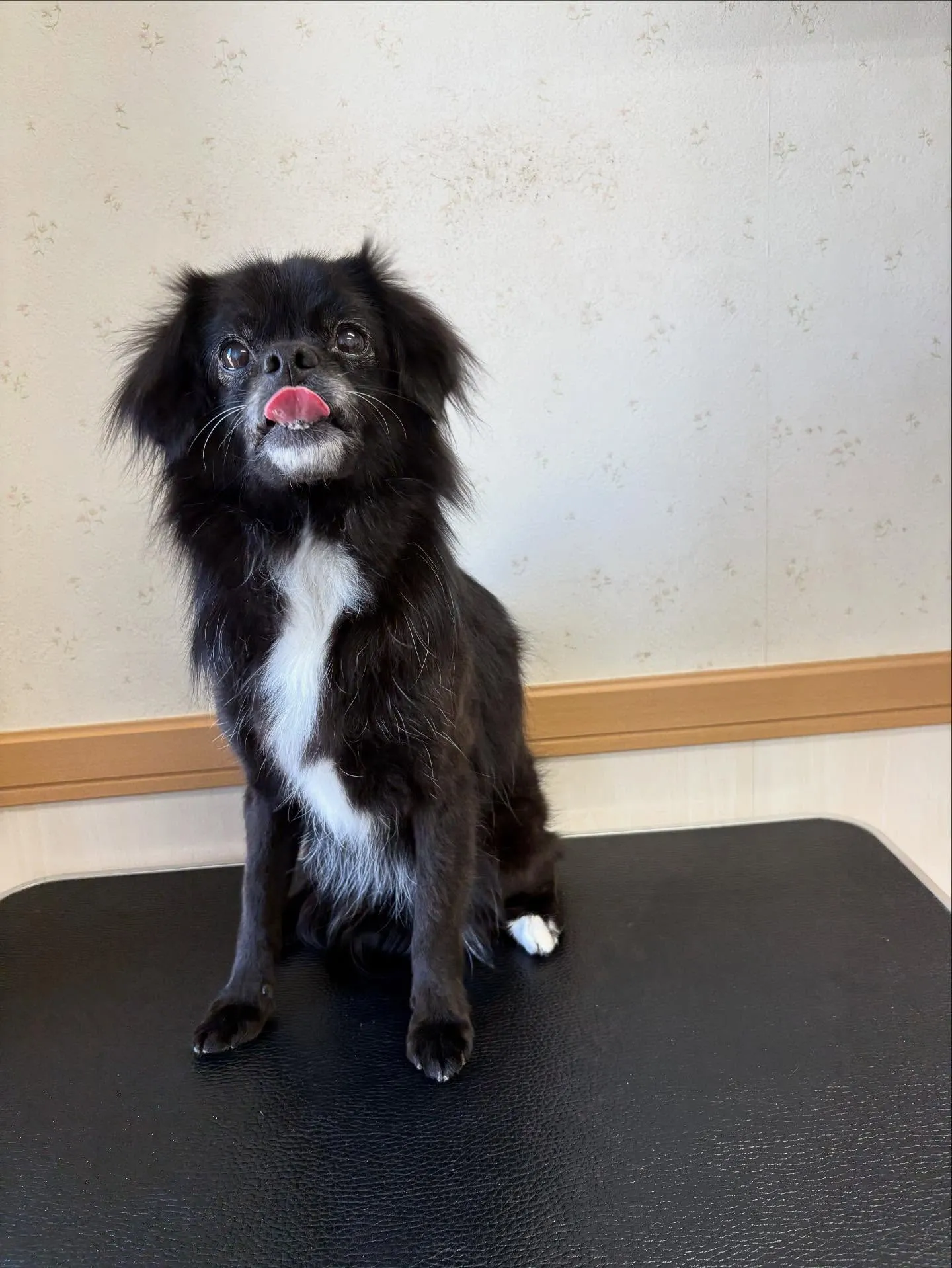 犬のシャンプー🫧