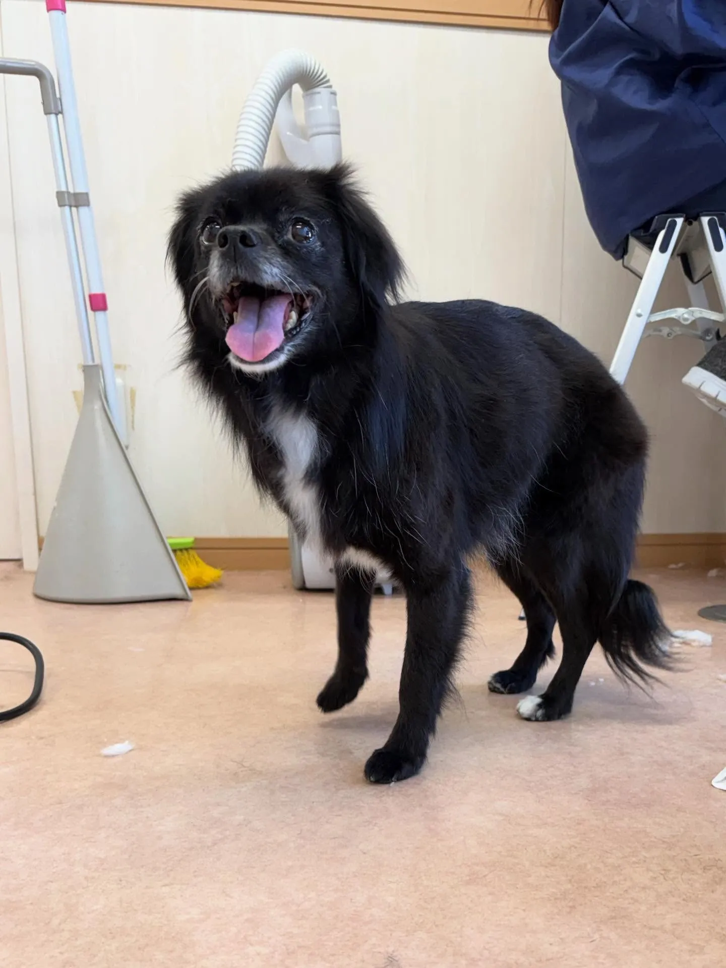 犬のシャンプー🫧