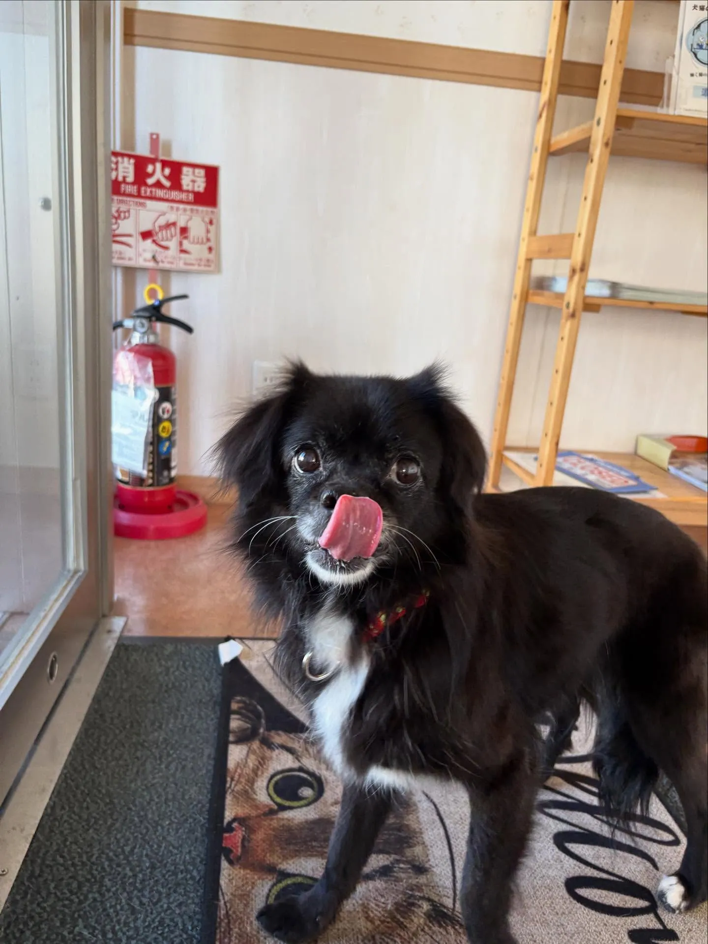 犬のシャンプー🫧