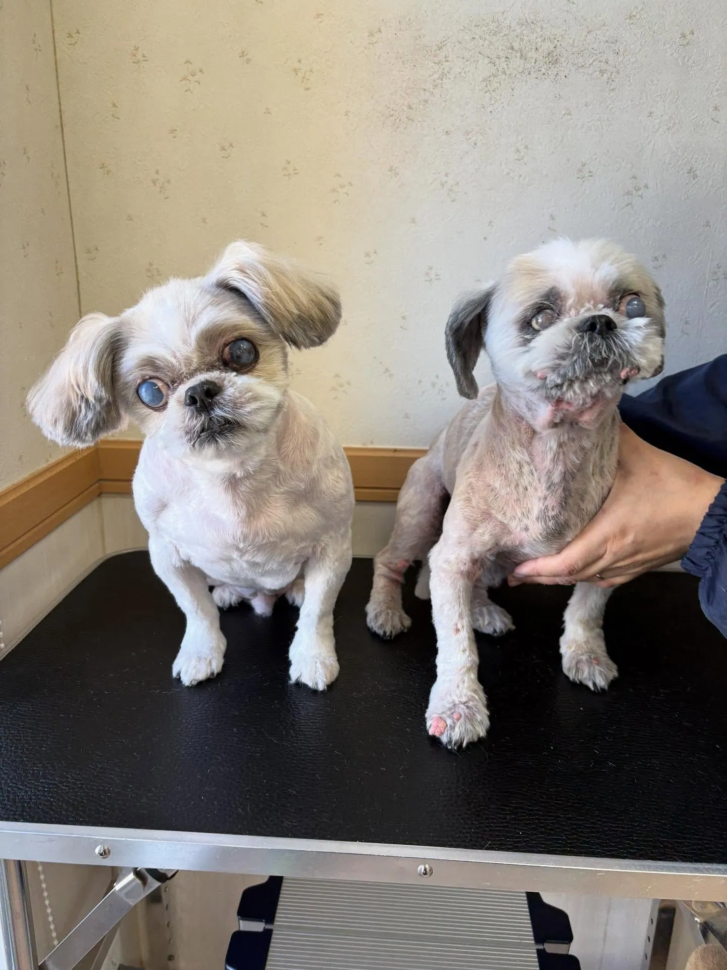犬のトリミング✂️