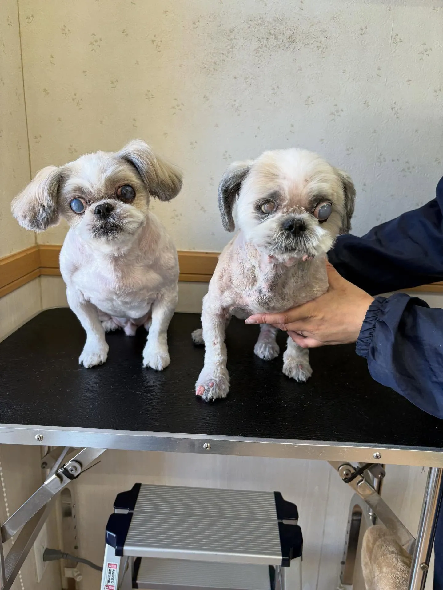 犬のトリミング✂️