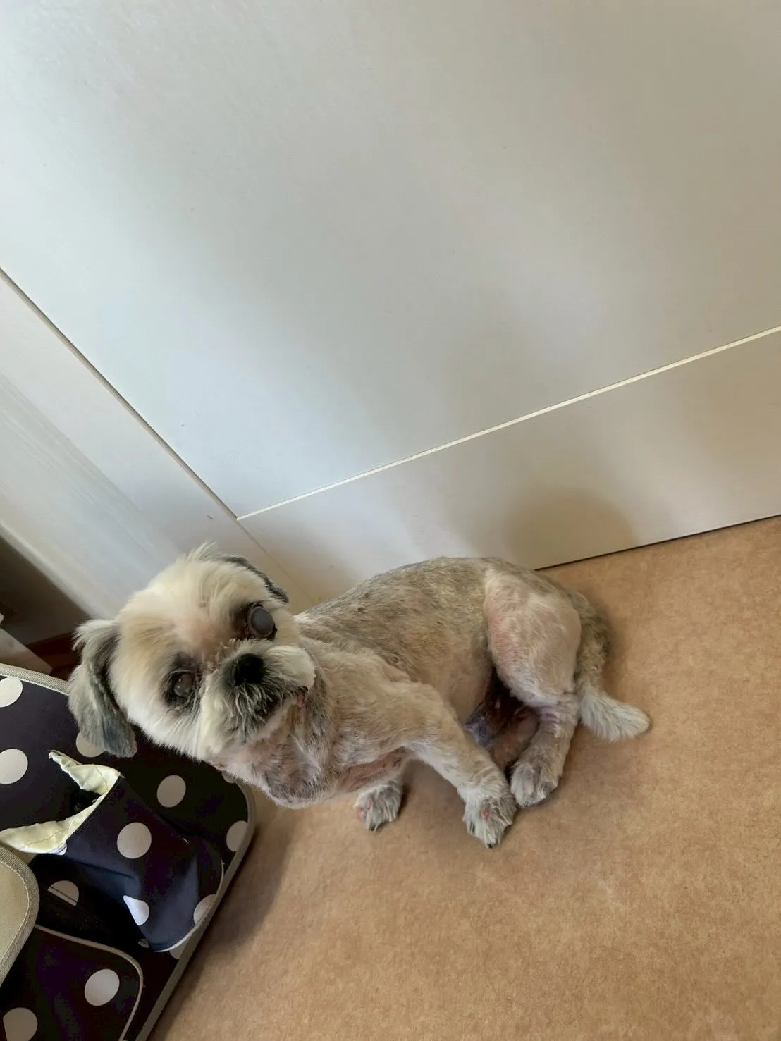犬のトリミング✂️