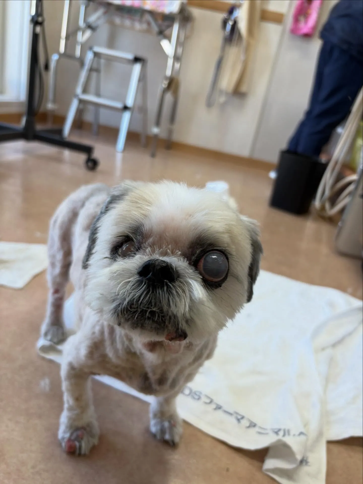 犬のトリミング✂️
