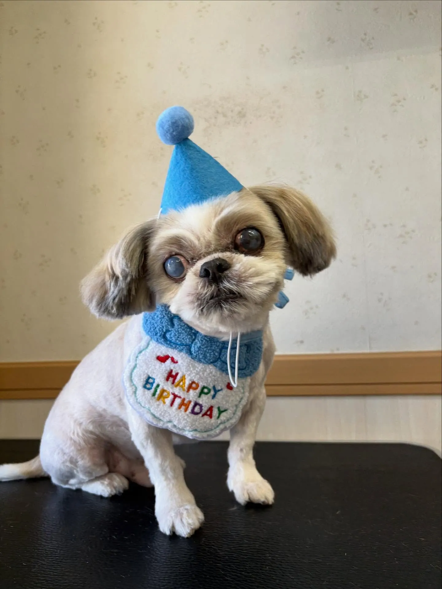 犬のトリミング✂️