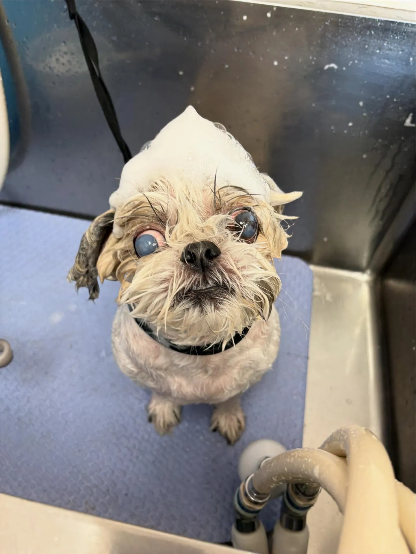犬のトリミング✂️