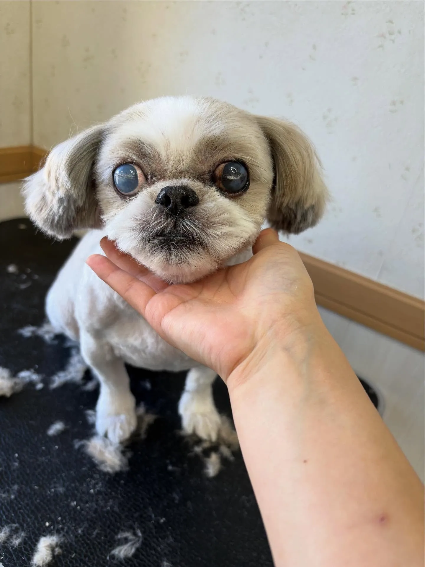 犬のトリミング✂️