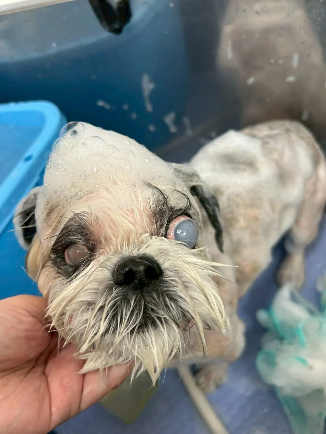 犬のトリミング✂️
