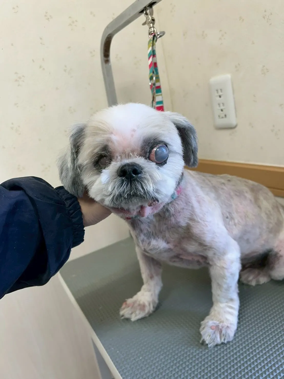 犬のトリミング✂️