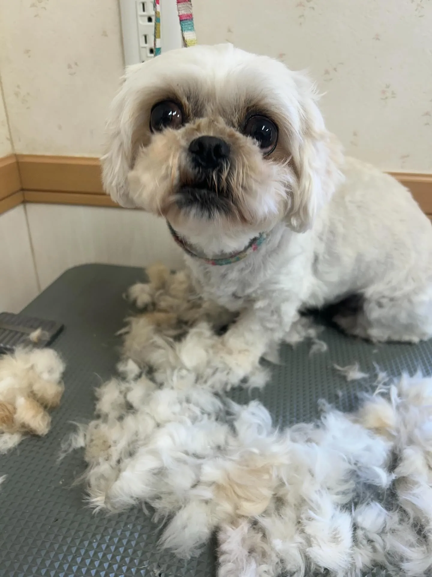 犬のトリミング✂️
