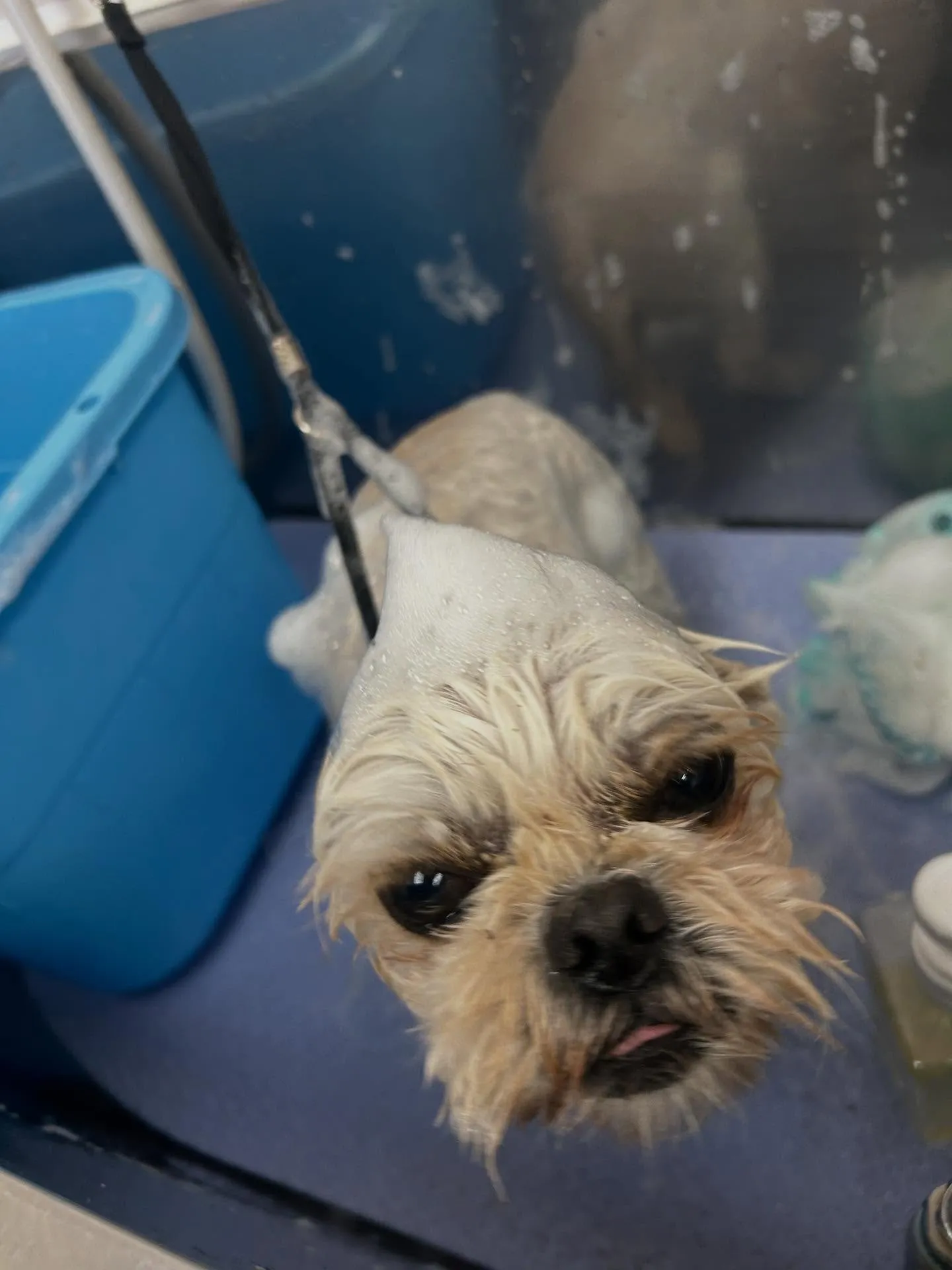 犬のトリミング✂️