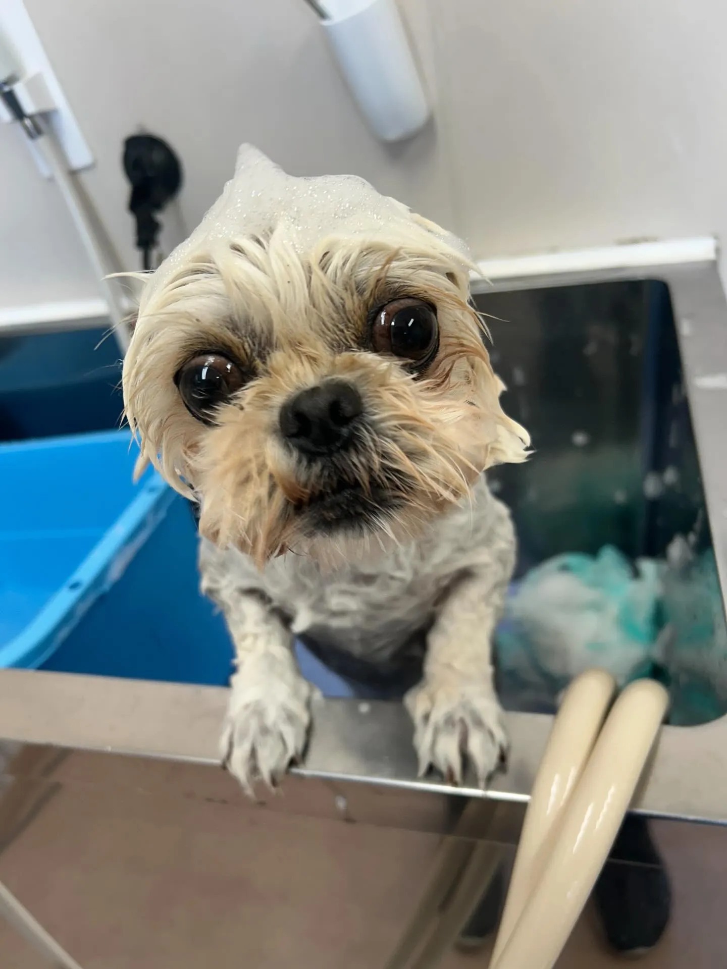 犬のトリミング✂️
