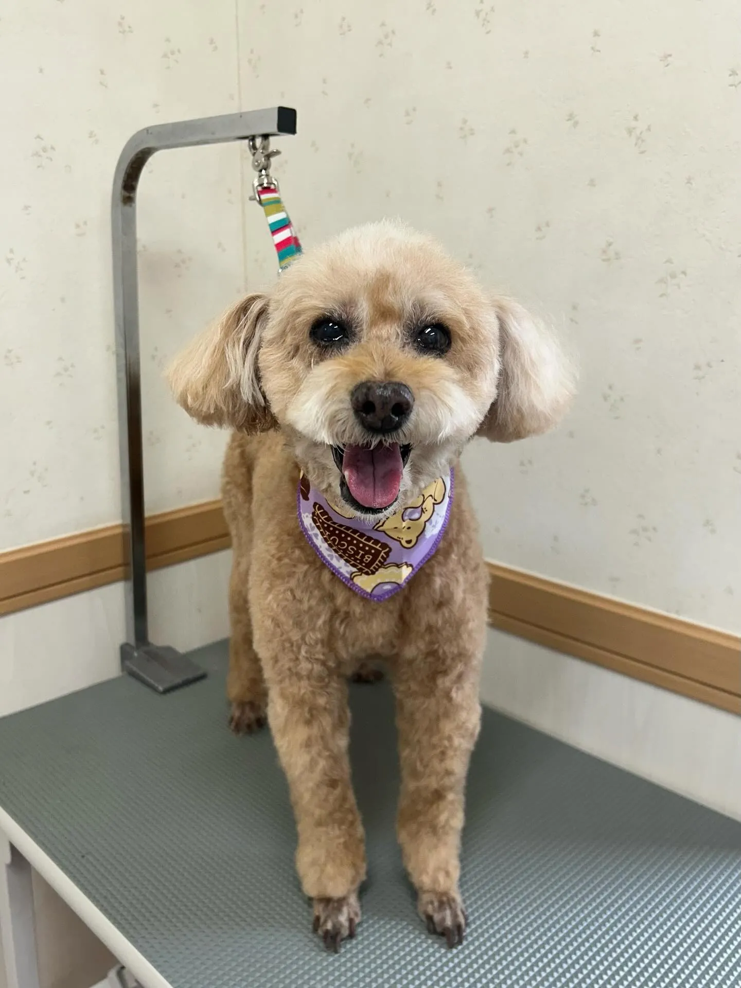 犬のトリミング✂️
